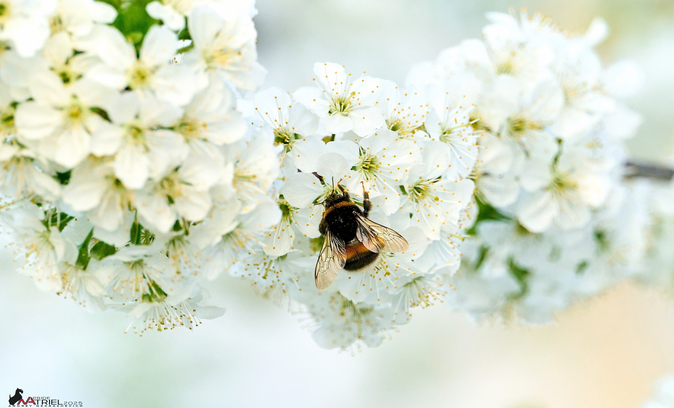 Природа в апреле. Всё в цветении!