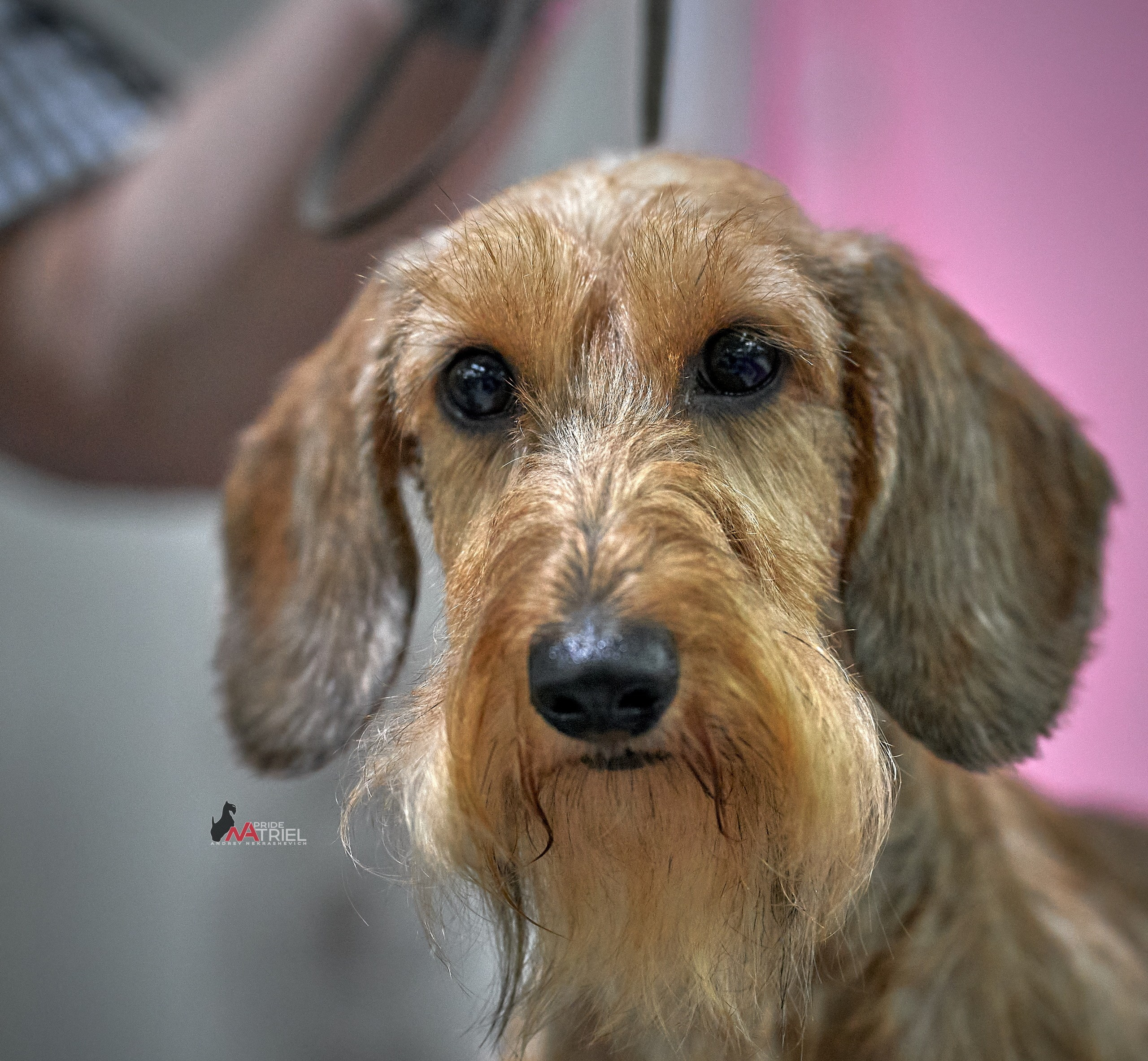 Портреты собак — галерея NATRIEL