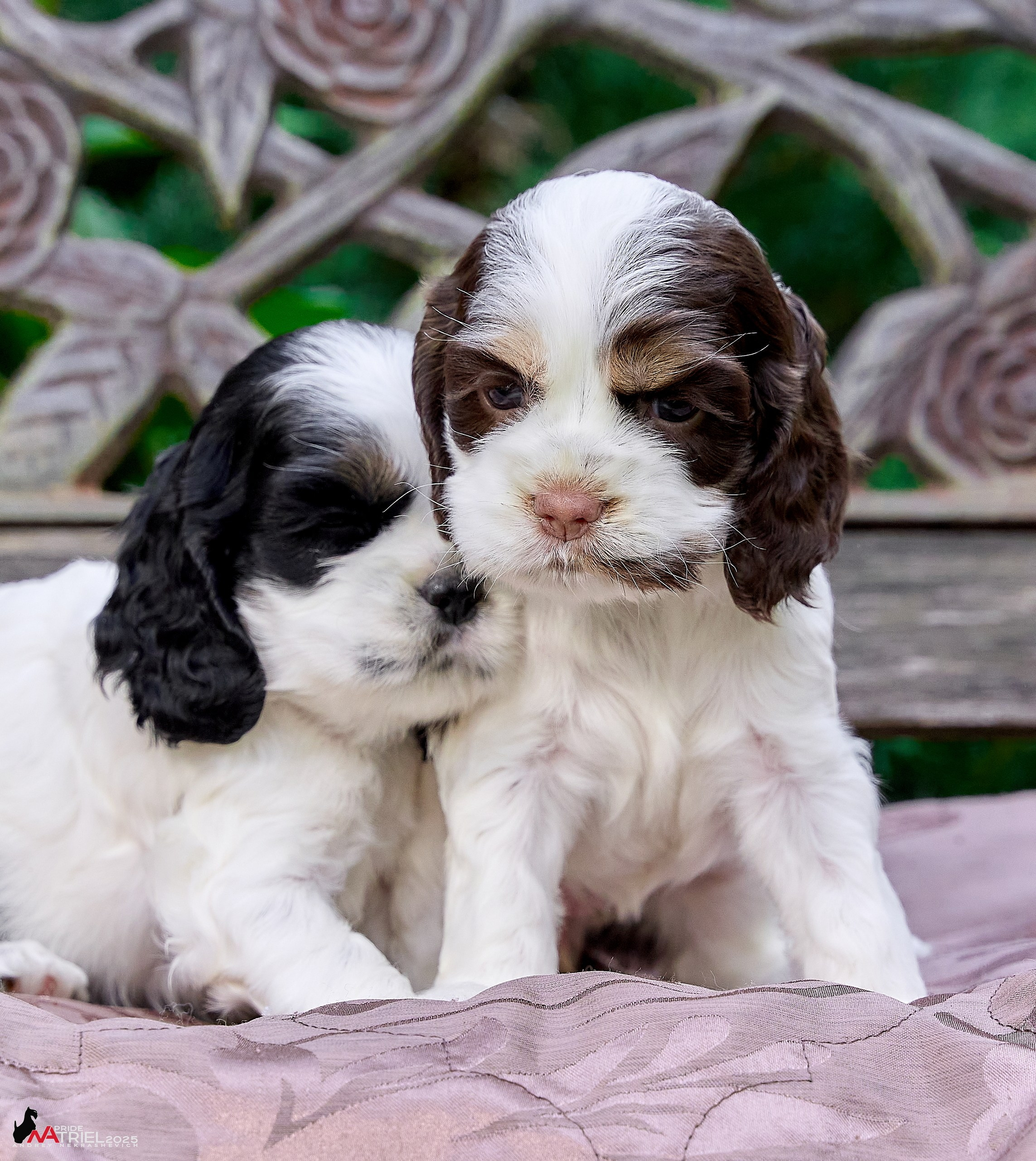 Щенки АмКокеров