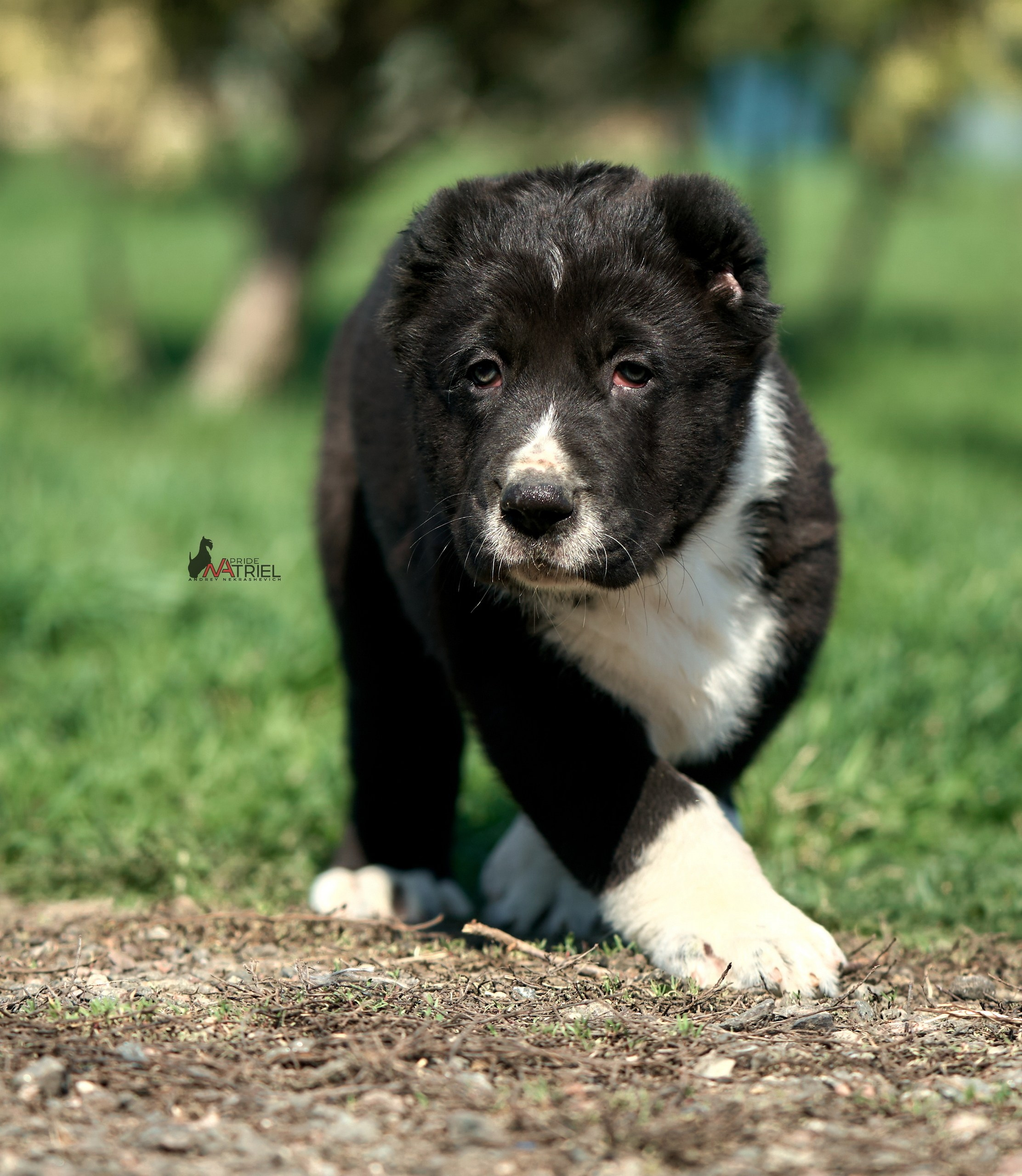 Среднеазиаты — щенки и взрослые