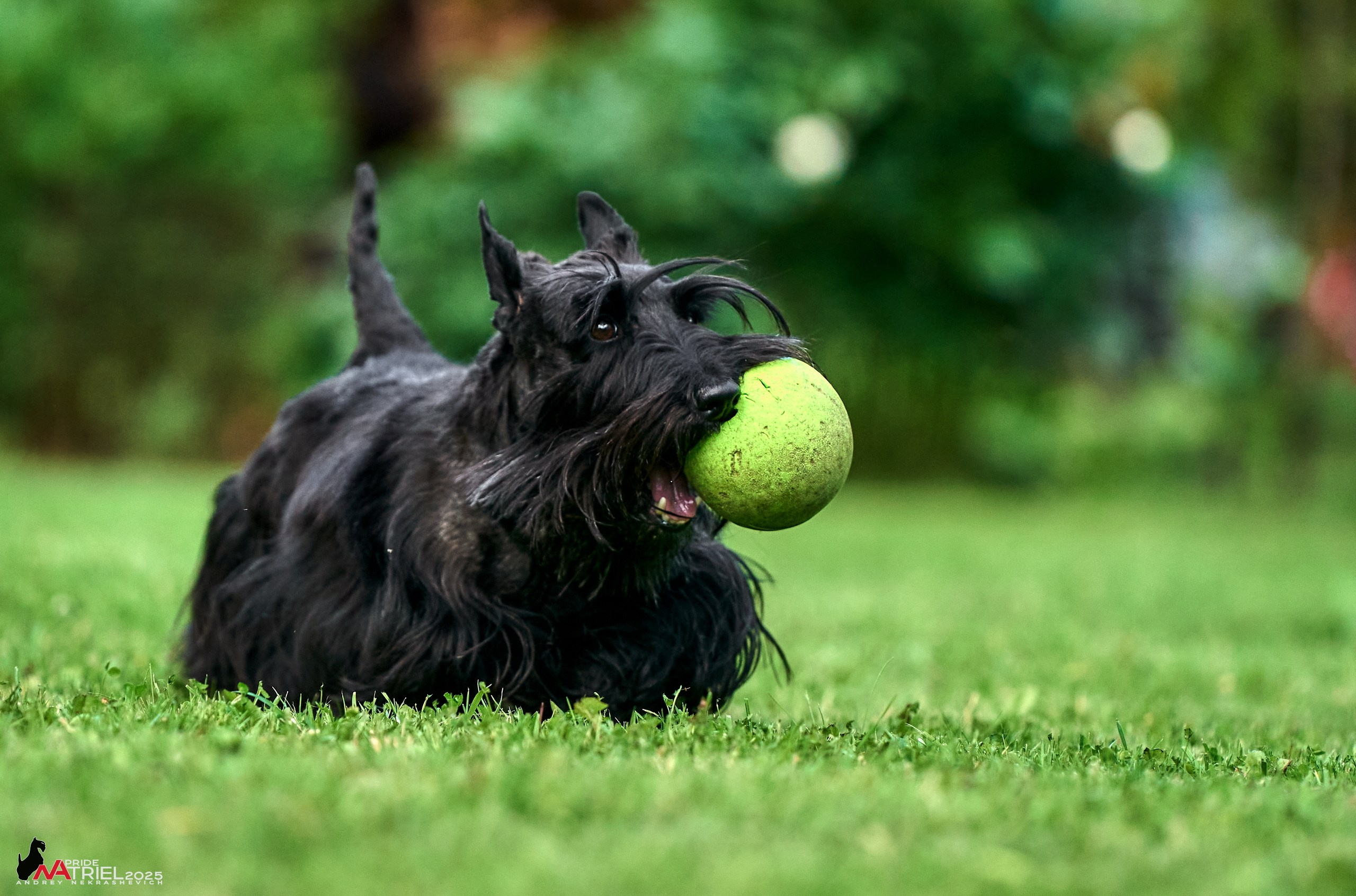 Алабаи и скотч-терьеры в питомнике у Ольги