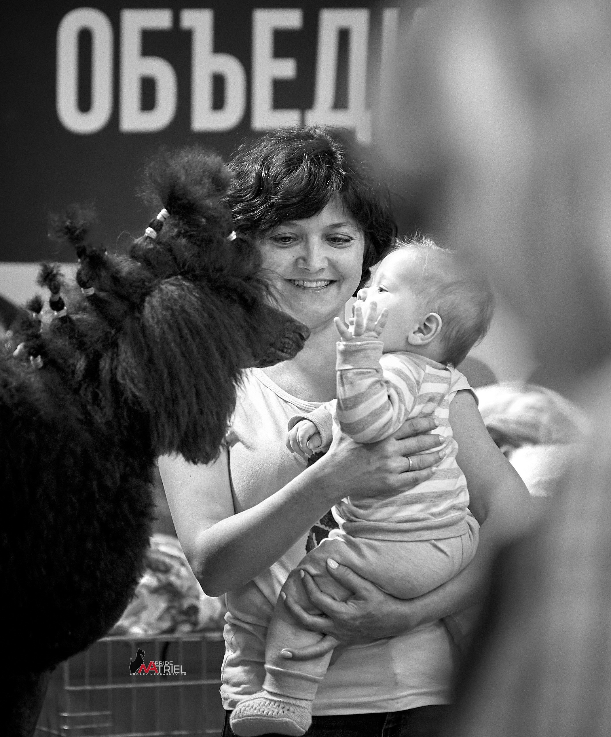 Собаки и Люди — галерея NATRIEL