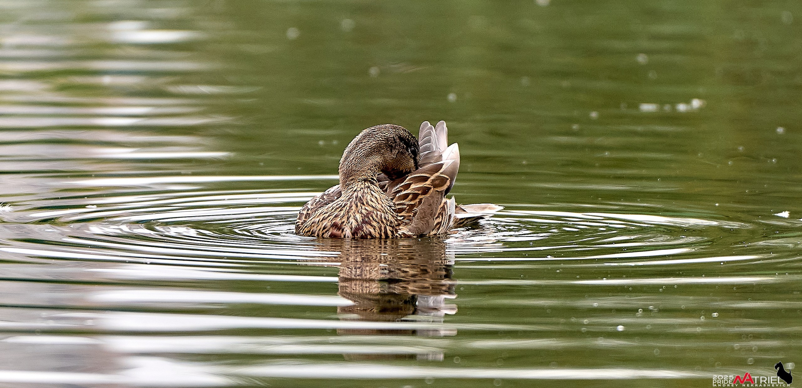 Утки на пруду