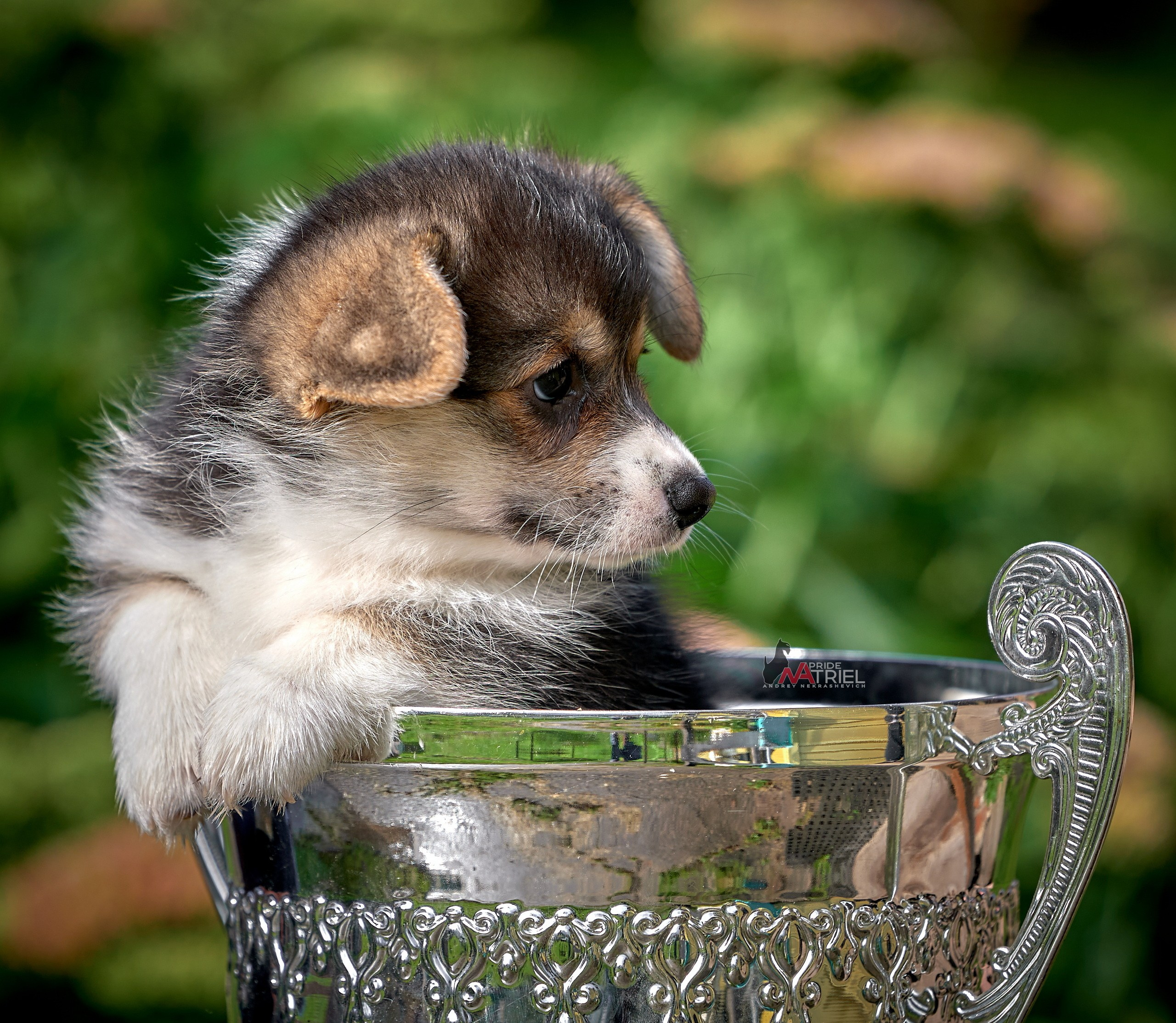 Щенки дома — галерея NATRIEL