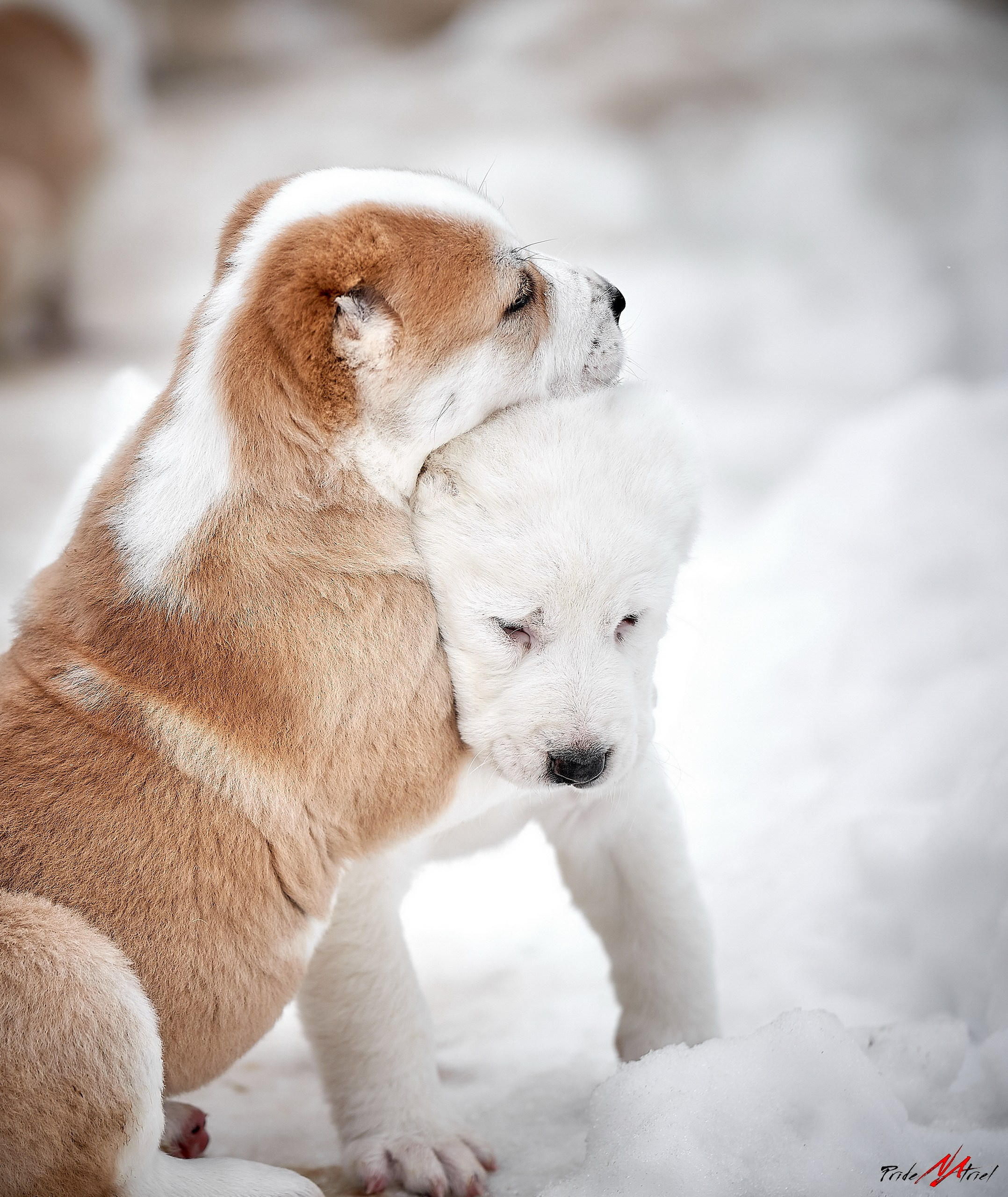 Щенки на прогулке — галерея NATRIEL