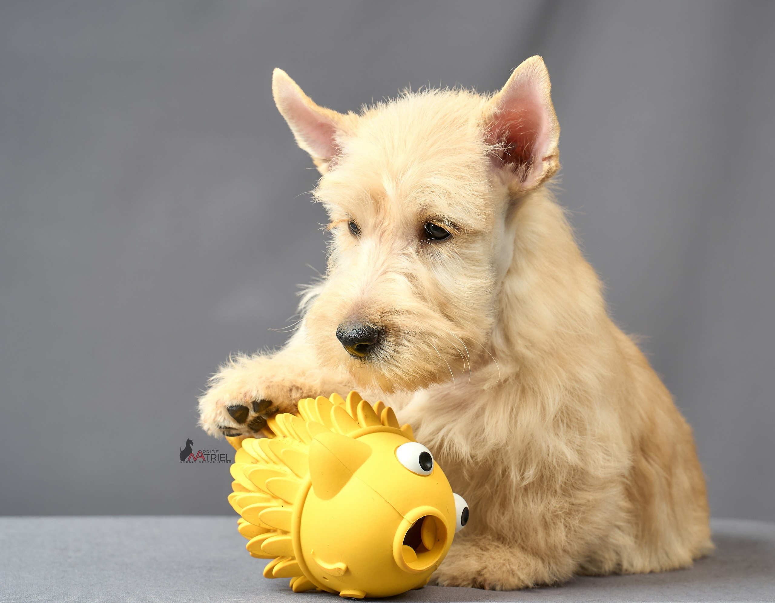 Съемка щенков скотч-терьеров