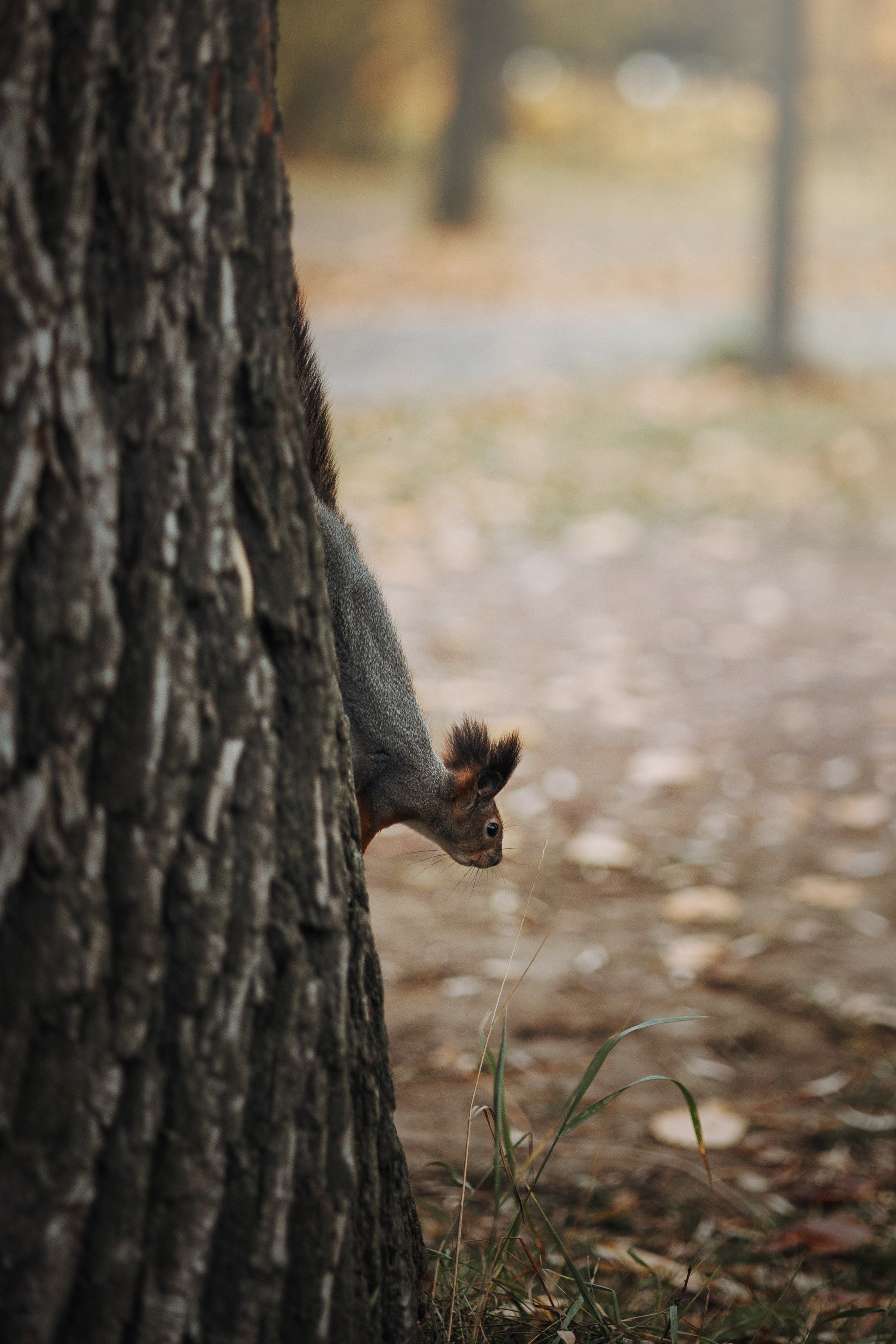 Юля и Терри. Фотограф — Анималист | Санкт-Петербург