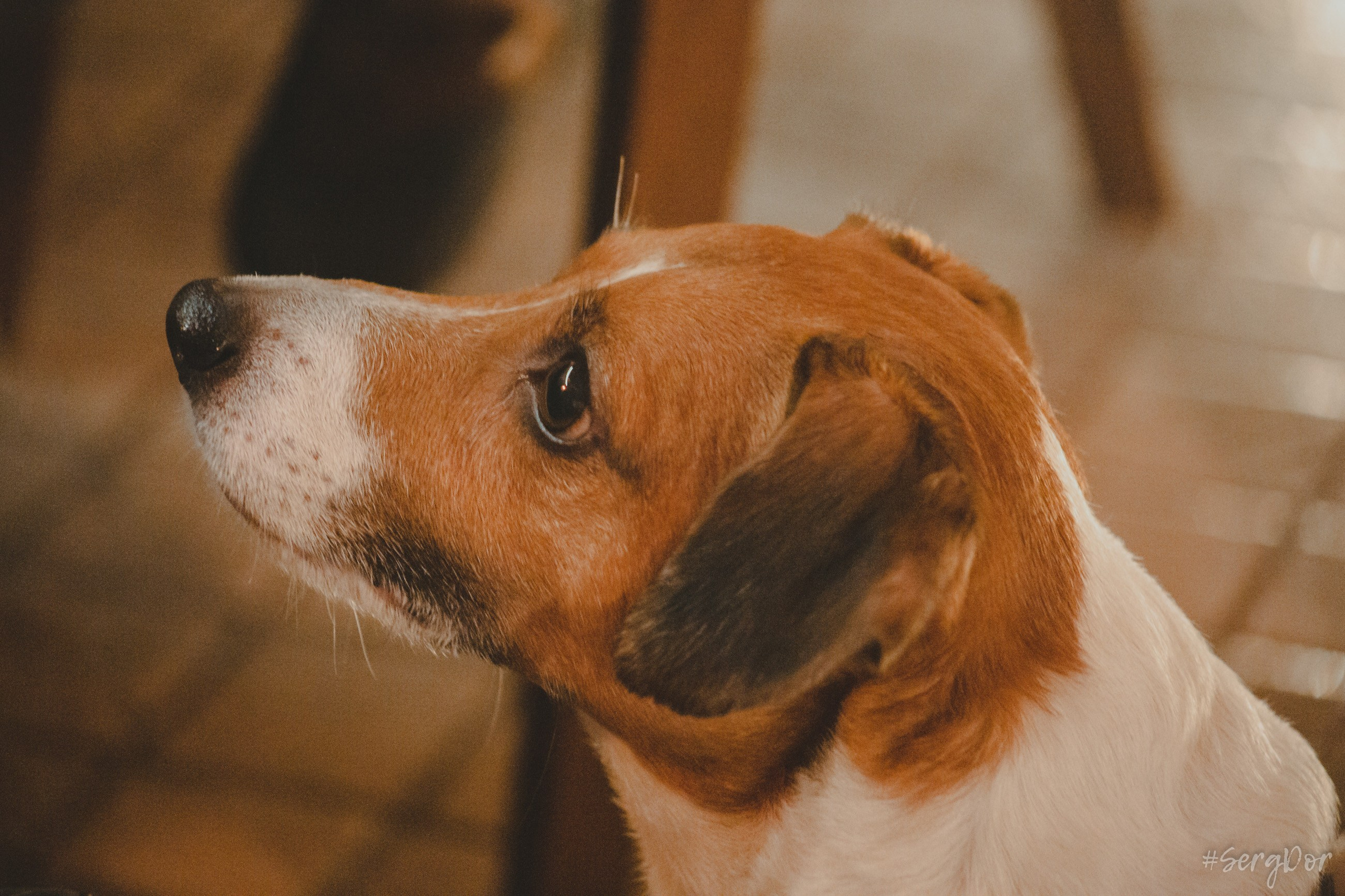 erni_Sh, Антилла, Могучая кучка, Эрнест Шеремет, Аля Глазкова, концерт, фортепьяно, Санкт-Петербург, 16.12.2023, SergDor, 16 декабря 2023 года, #SergDor