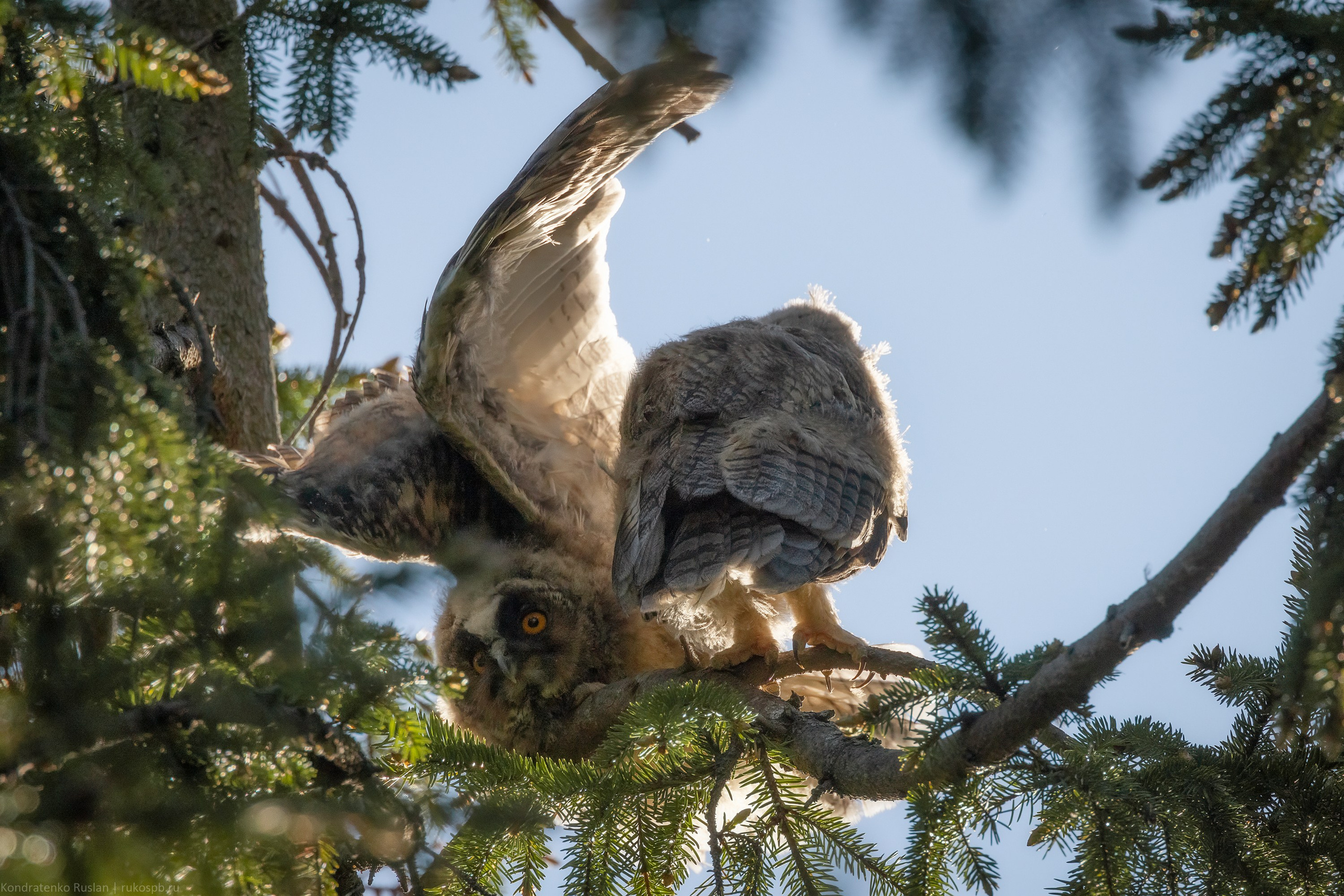 Ушастая сова. Архитектурный и пейзажный фотограф Кондратенко Руслан, Санкт-Петербург