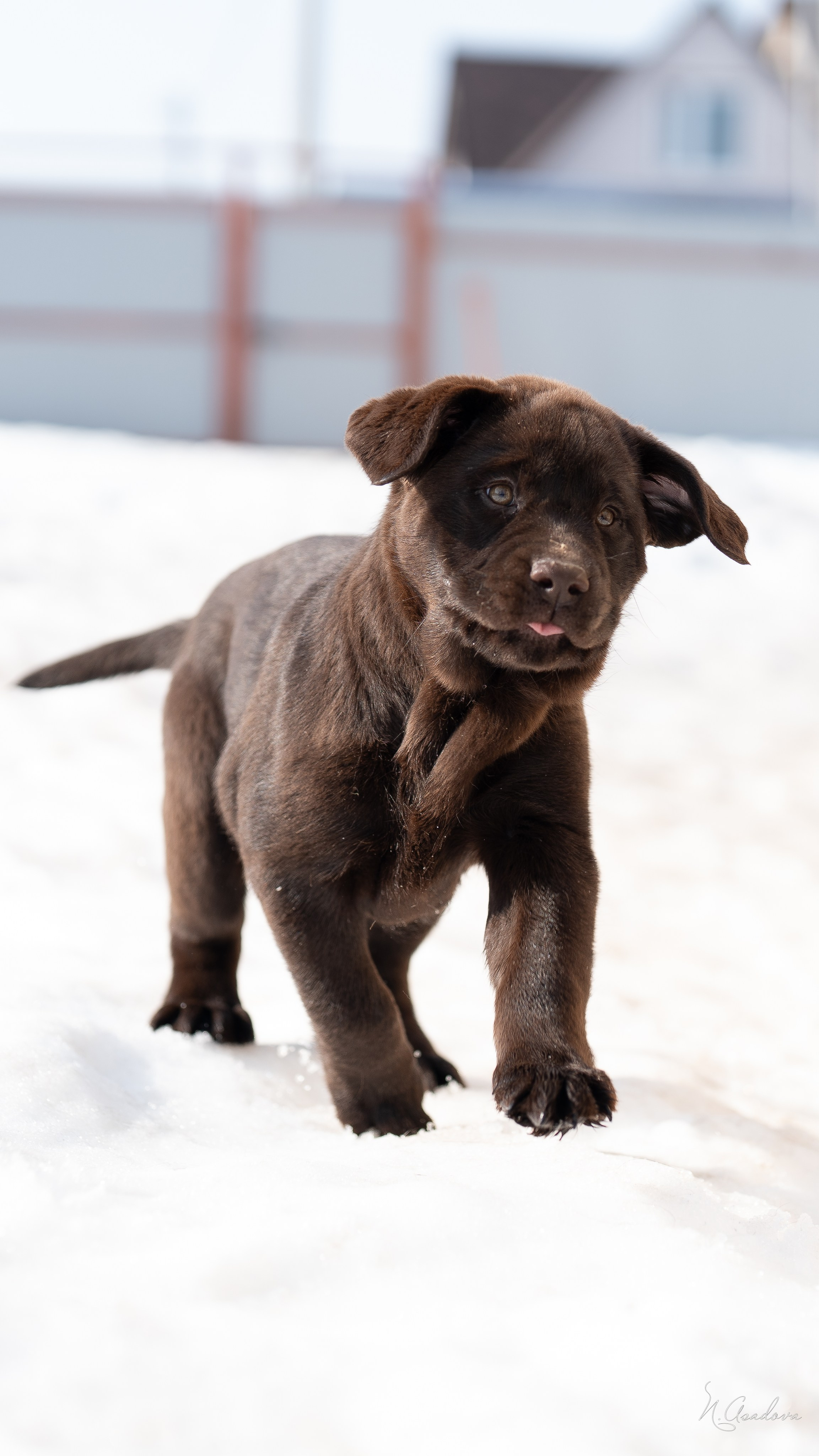 Лабрадор Тейла 2мес. Фотограф-анималист Асадова