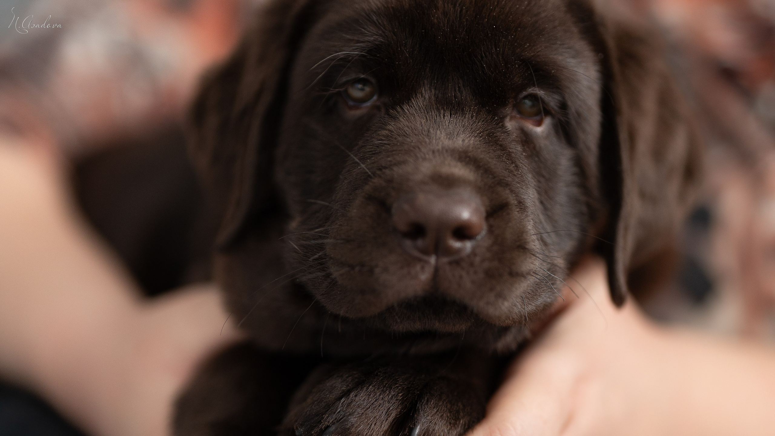 Лабрадор Тейла 2мес. Фотограф-анималист Асадова
