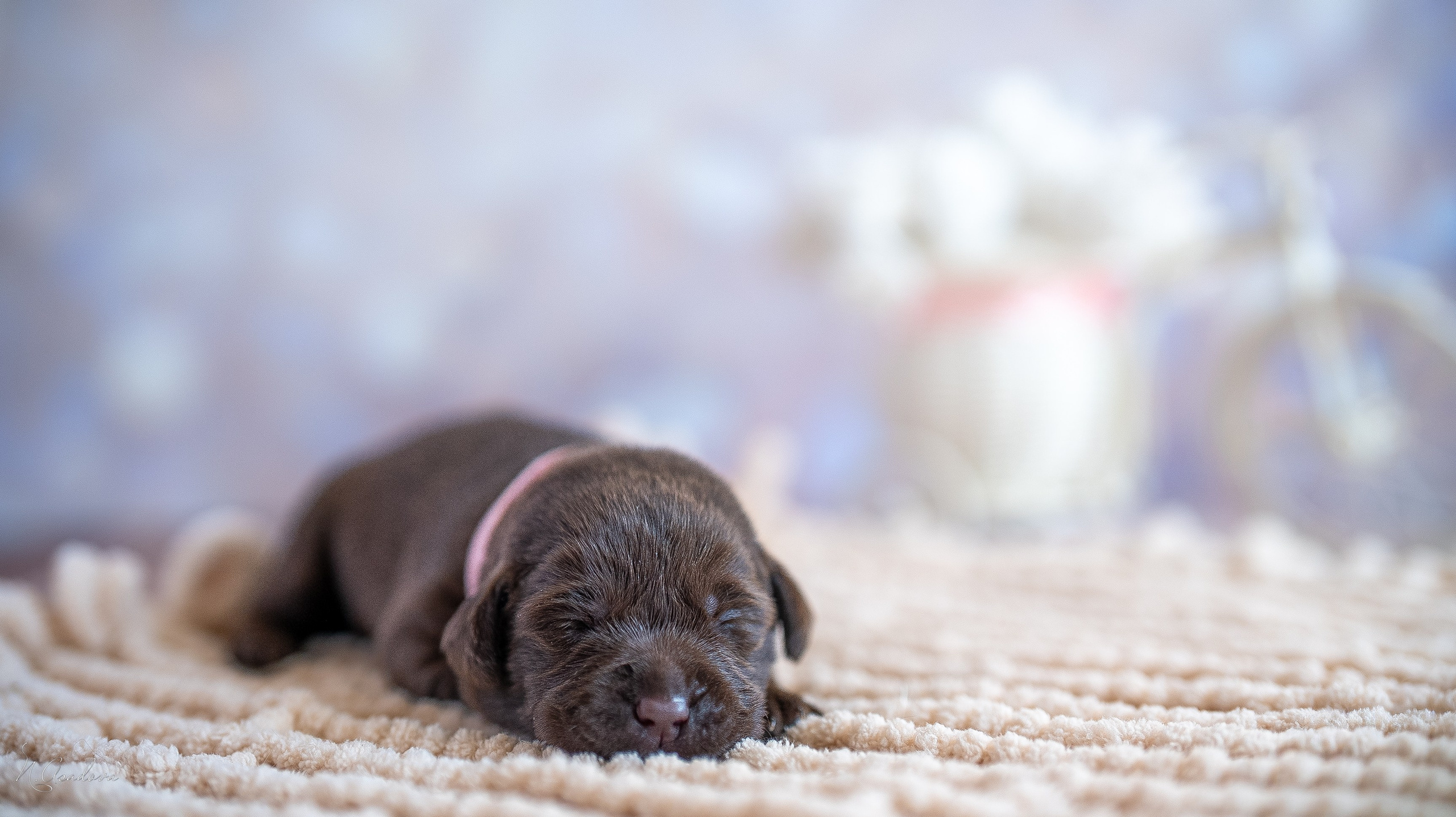 Новорожденные лабрадоры. Фотограф-анималист Асадова