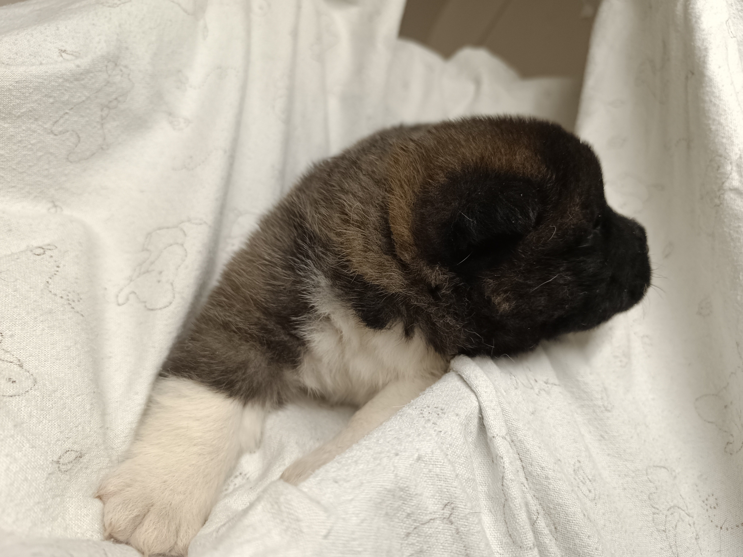 Американская акита  щенки питомник Санкт-Петербург клубные щенки Американская акита питомник RUBYLIGHT Рубилайт купить щенка американской акиты