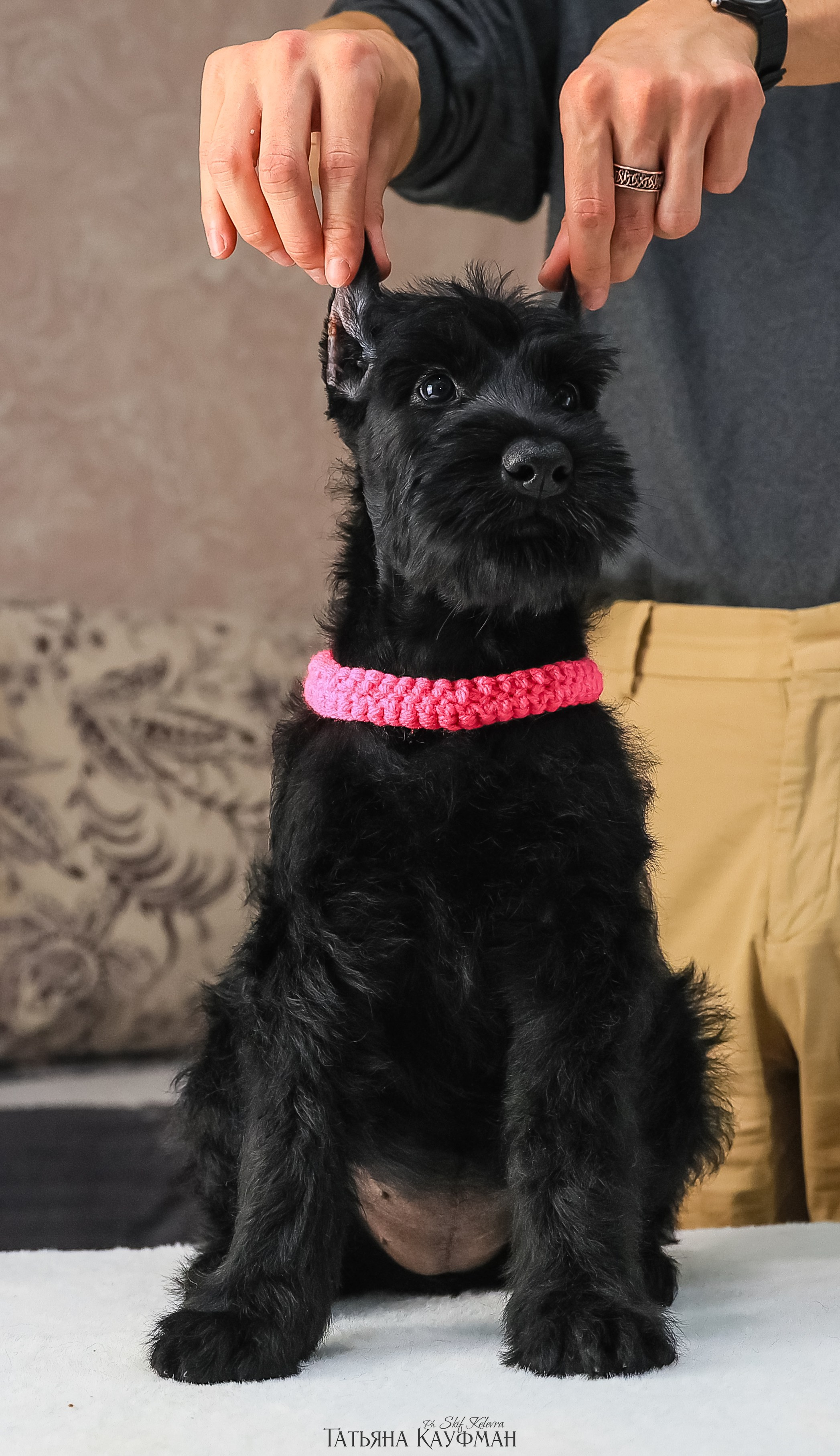 Ризеншнауцеры 2 месяца. Фотограф Анималист из Новосибирска Татьяна Кауфман