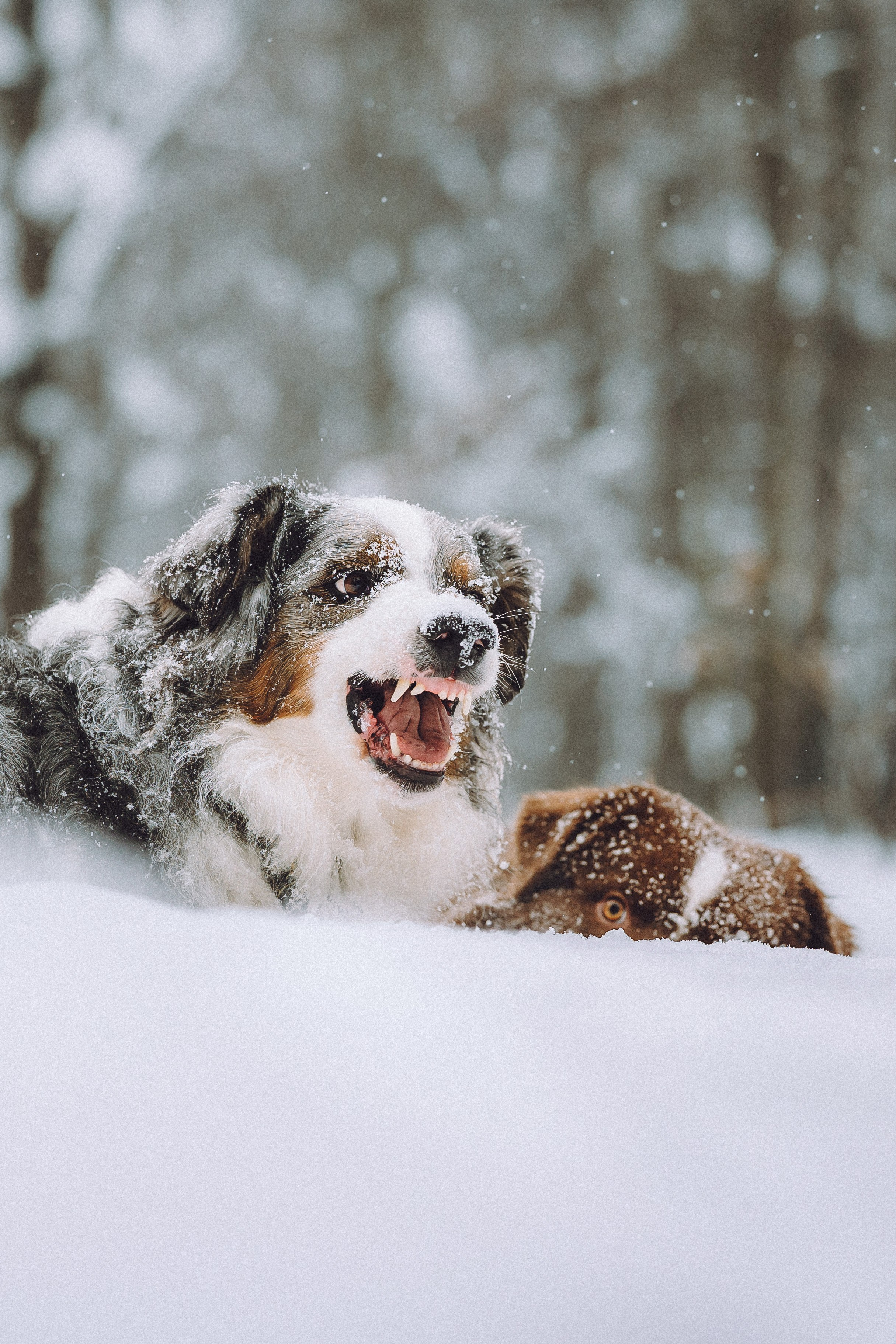 Лена, Принц и Фенек