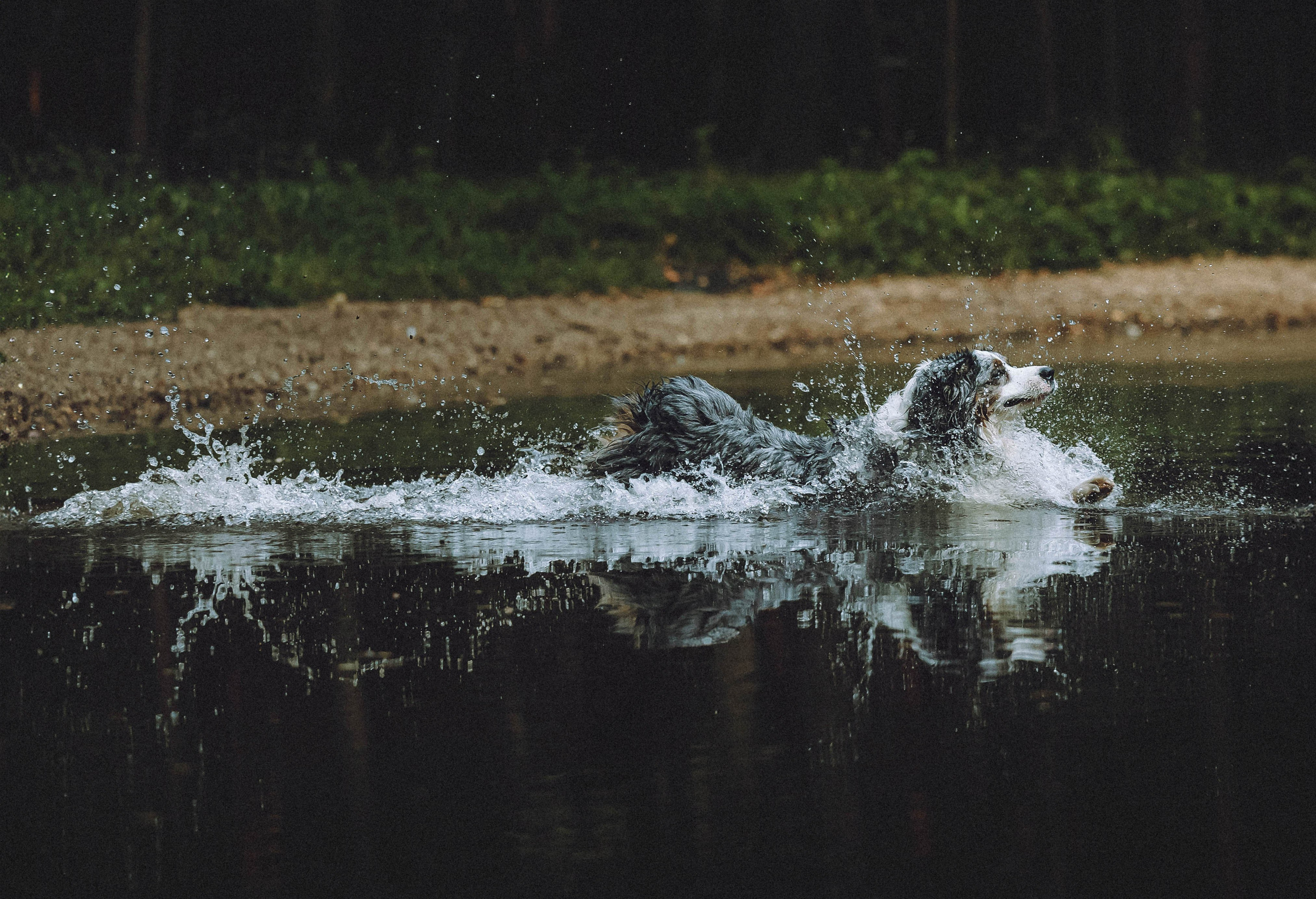 Лена, Принц и Фенек