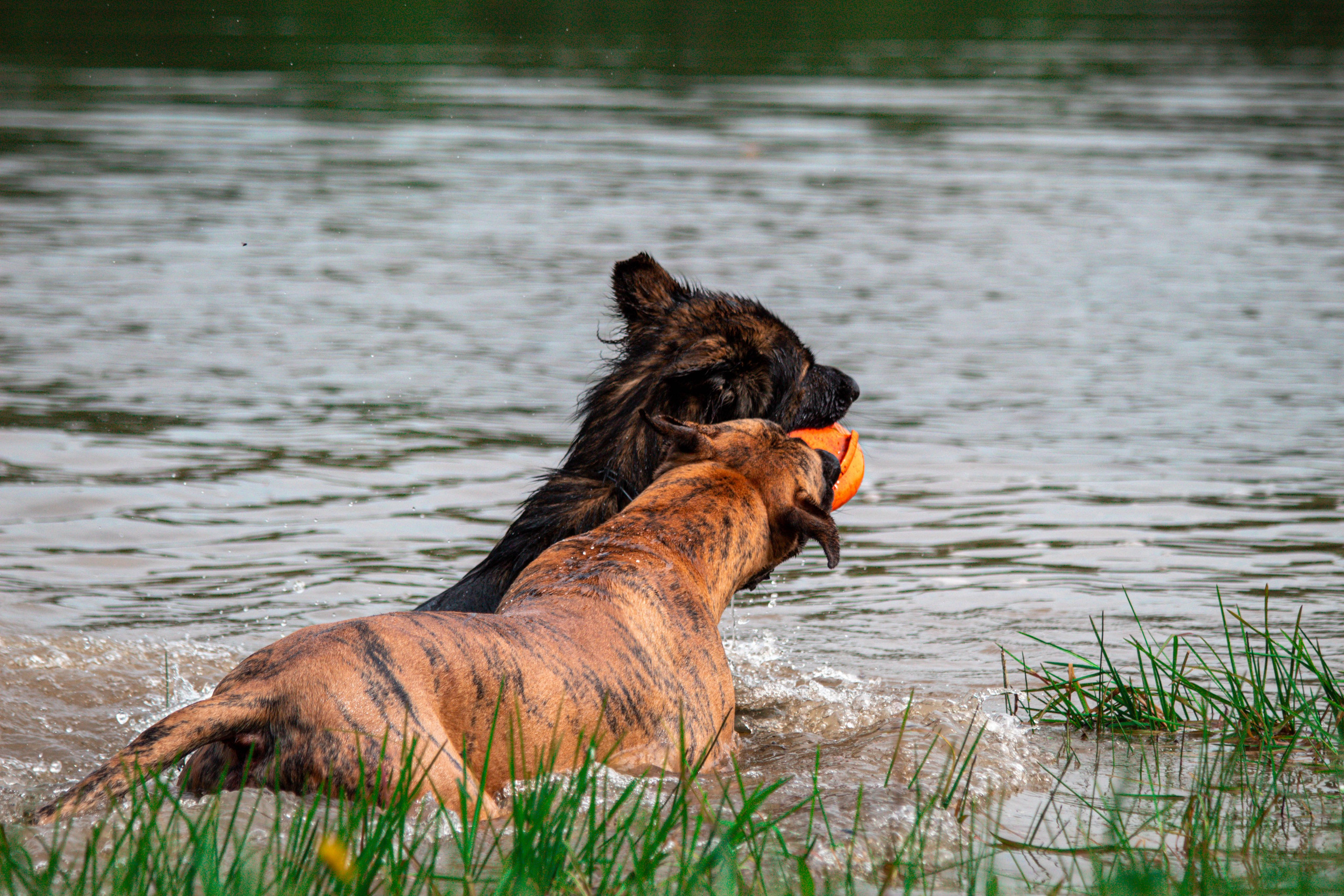 Фотосессии с животными Тула. Фотограф анималист — Тула, Москва
