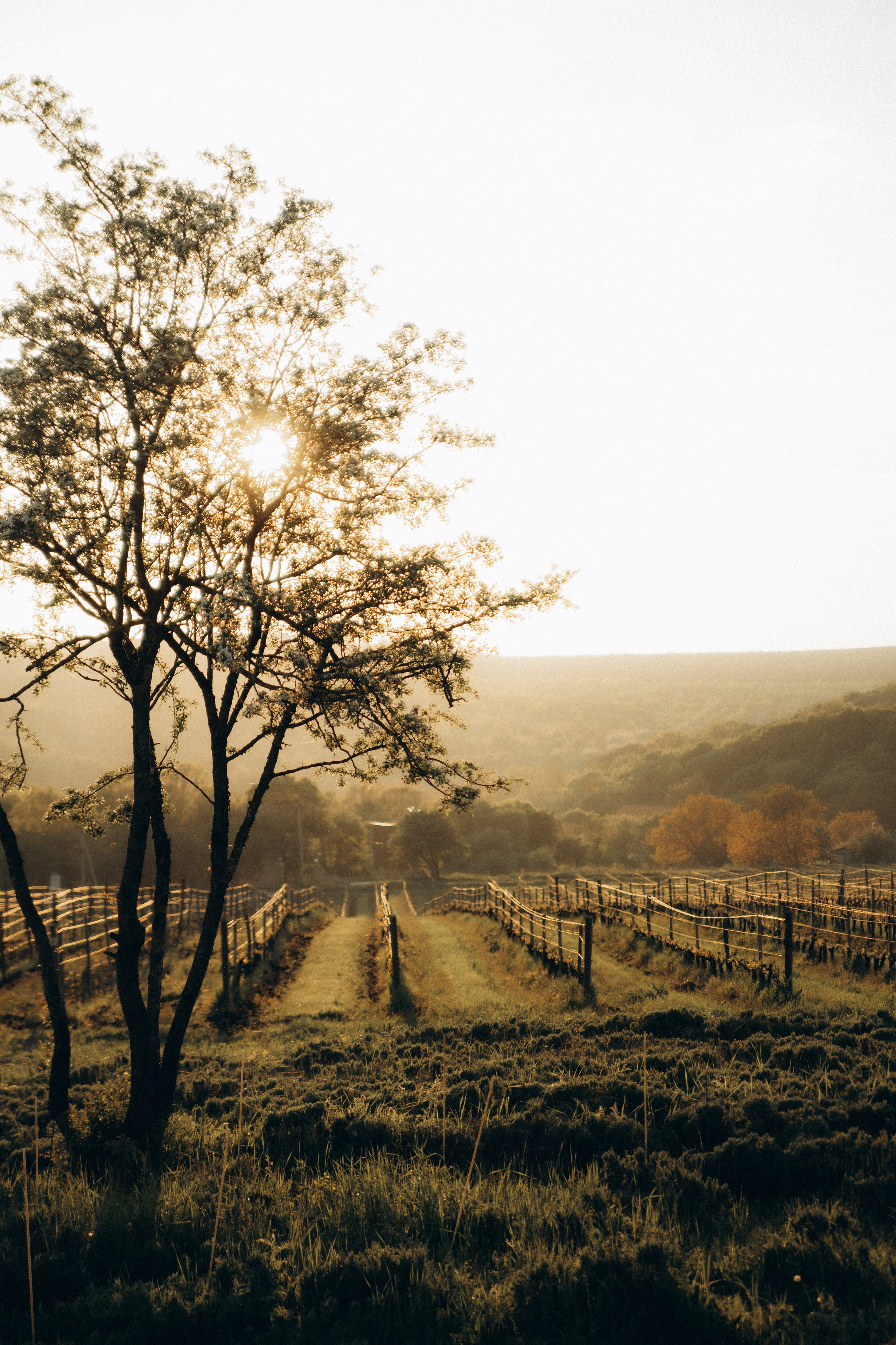 Рита и Дима. Свадебный и портретный фотограф в Москве Анна Плавская