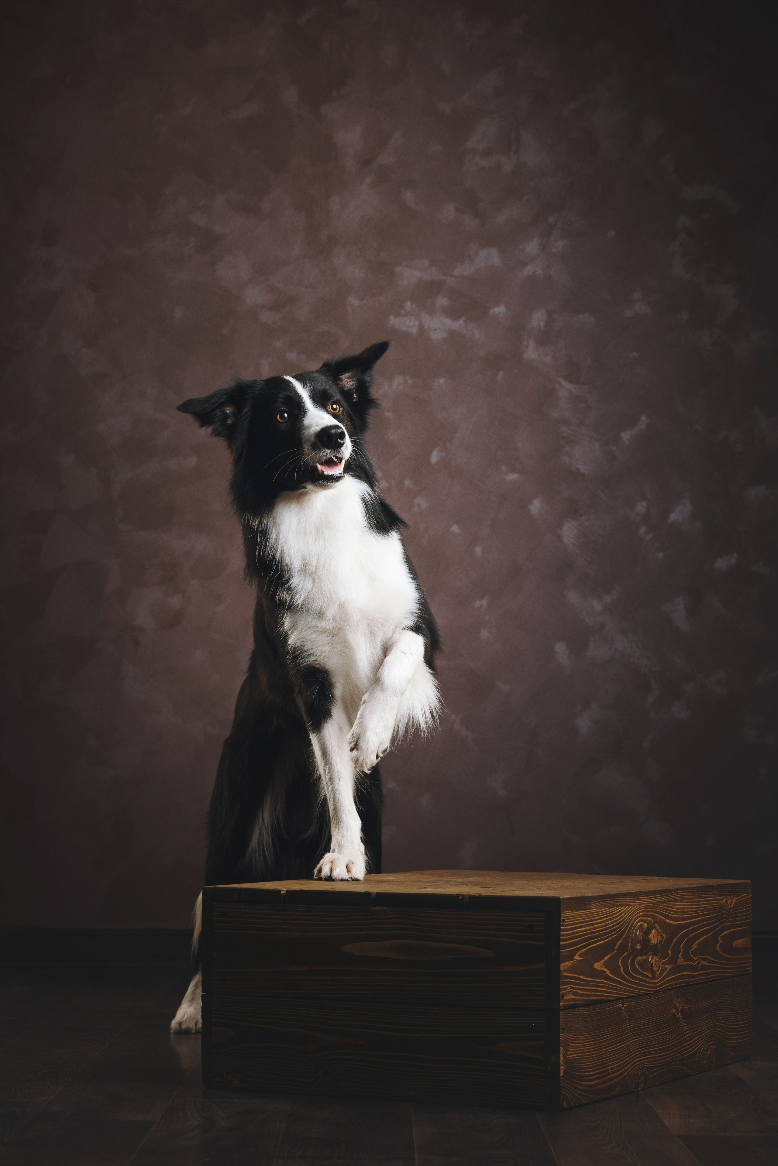 Бордер-колли. Фотограф анималист Осипчикова Мария