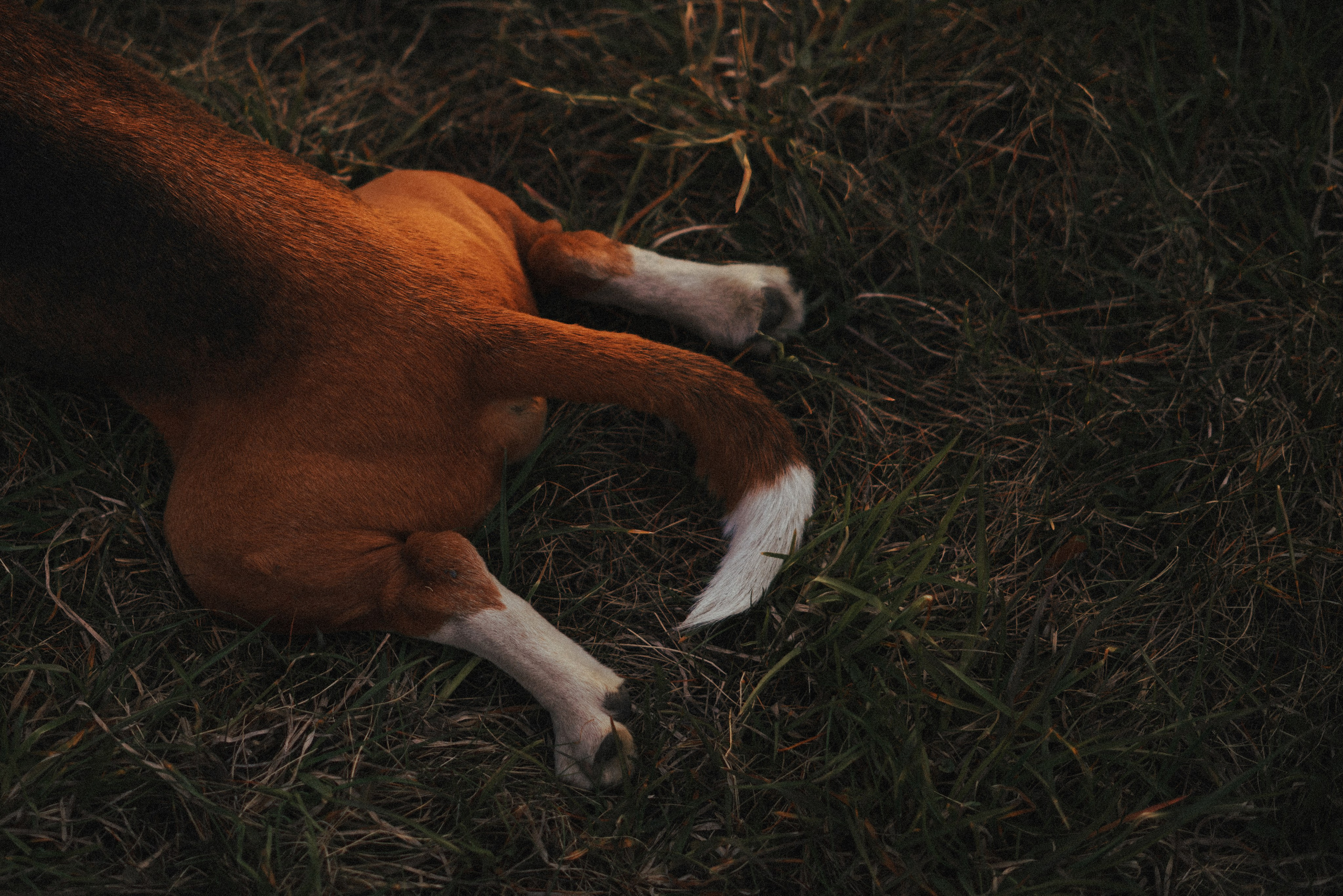 Юля и Зайфер. Фотограф анималист Осипчикова Мария