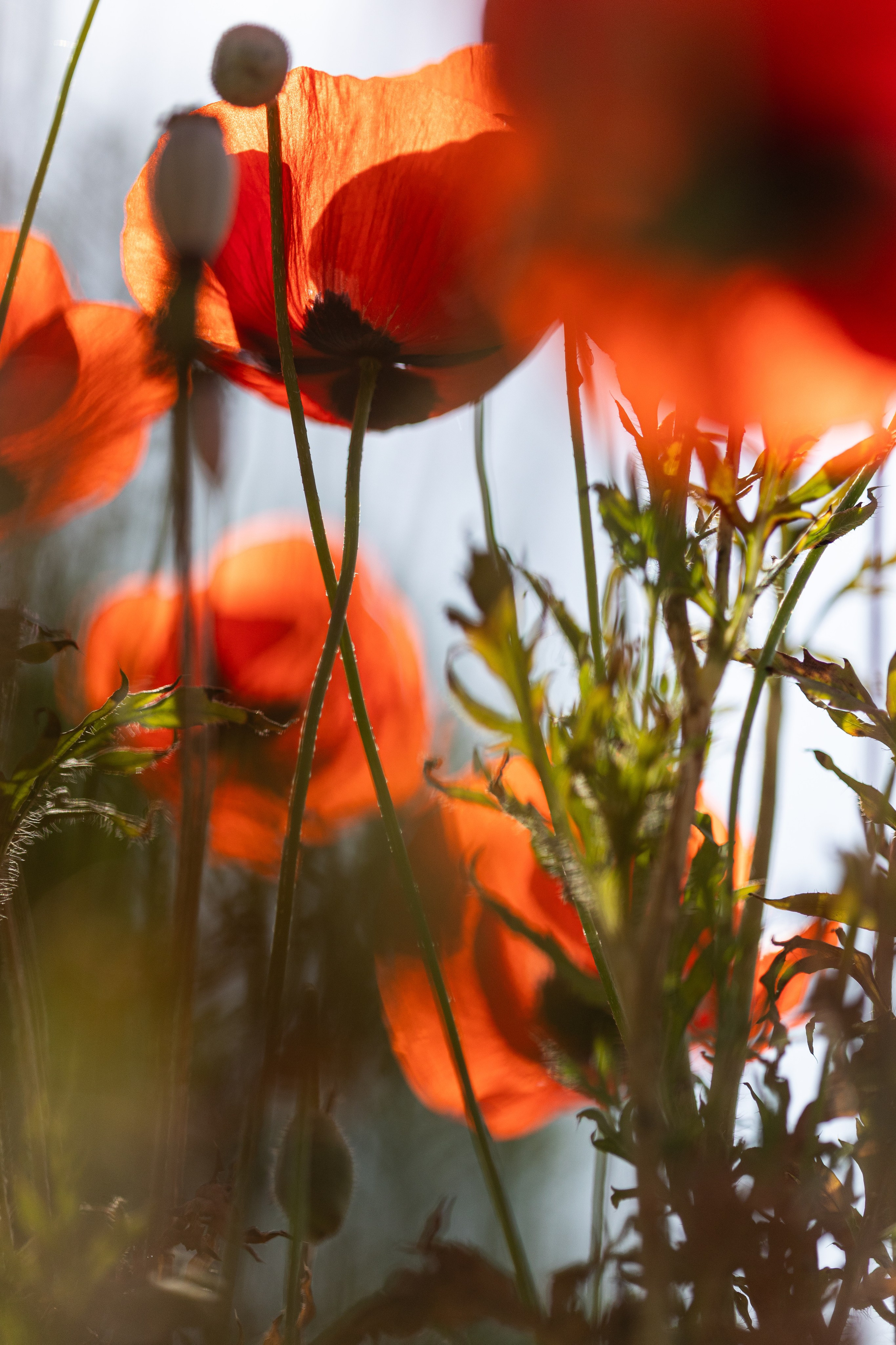Армения. Добродеева Алла фотограф, Москва