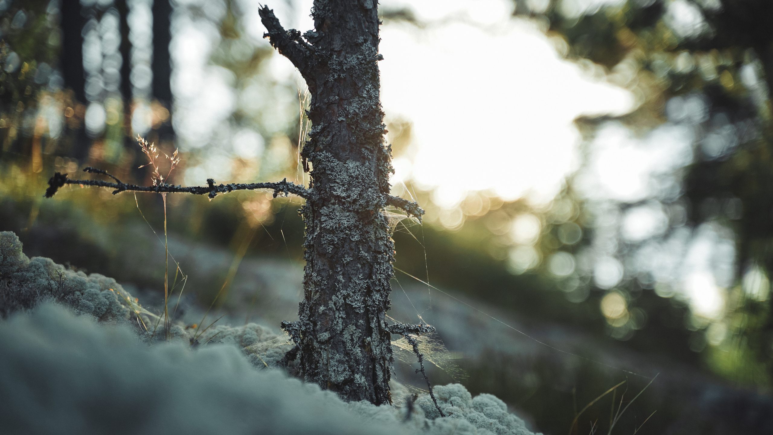 Nature. Спортивный и не только фотограф в Санкт-Петербурге- Артём Золотарёв
