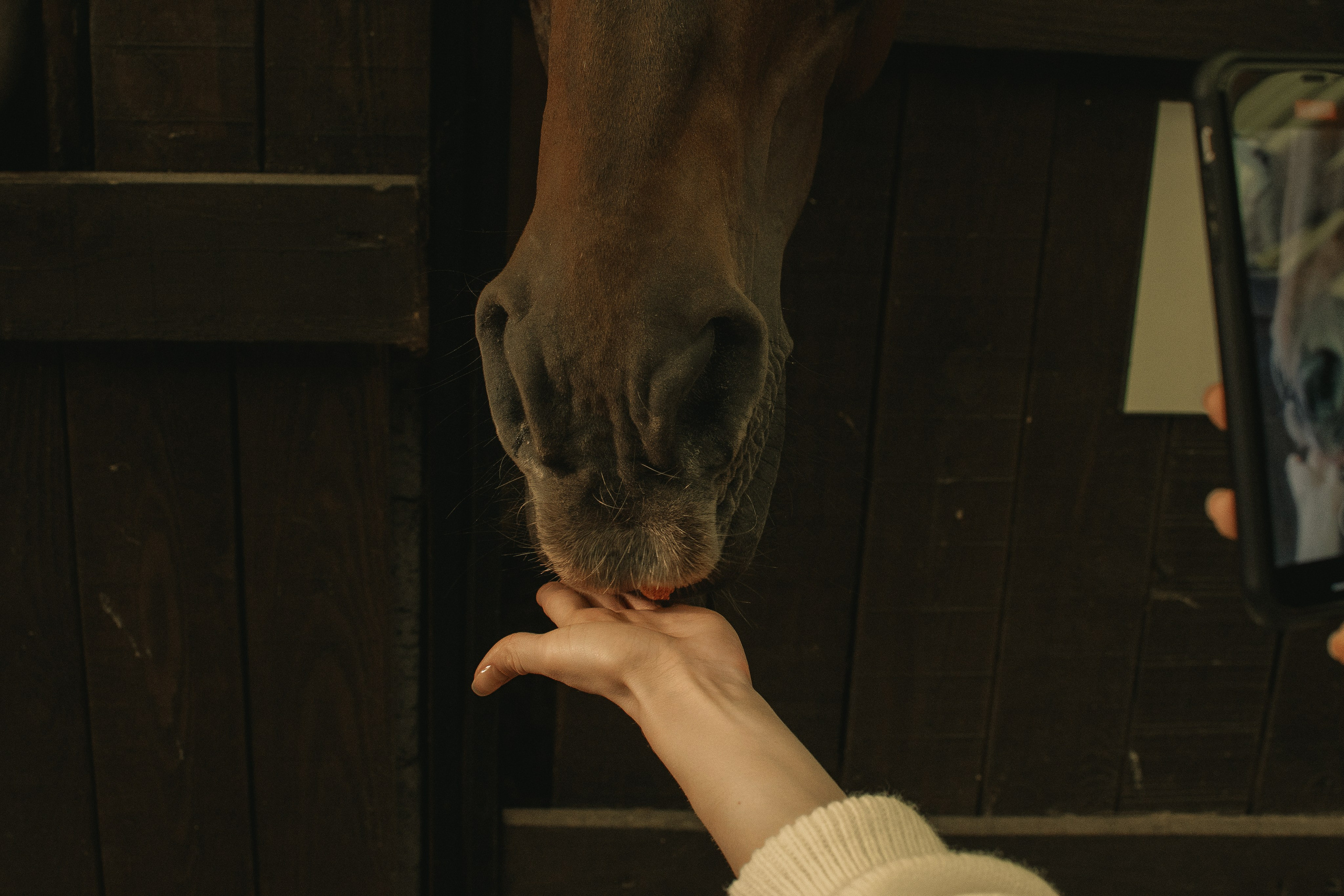 Дом-музей лошадей Хуторъ. Фотографы в Тюмени Андрей и Лидия Войвод