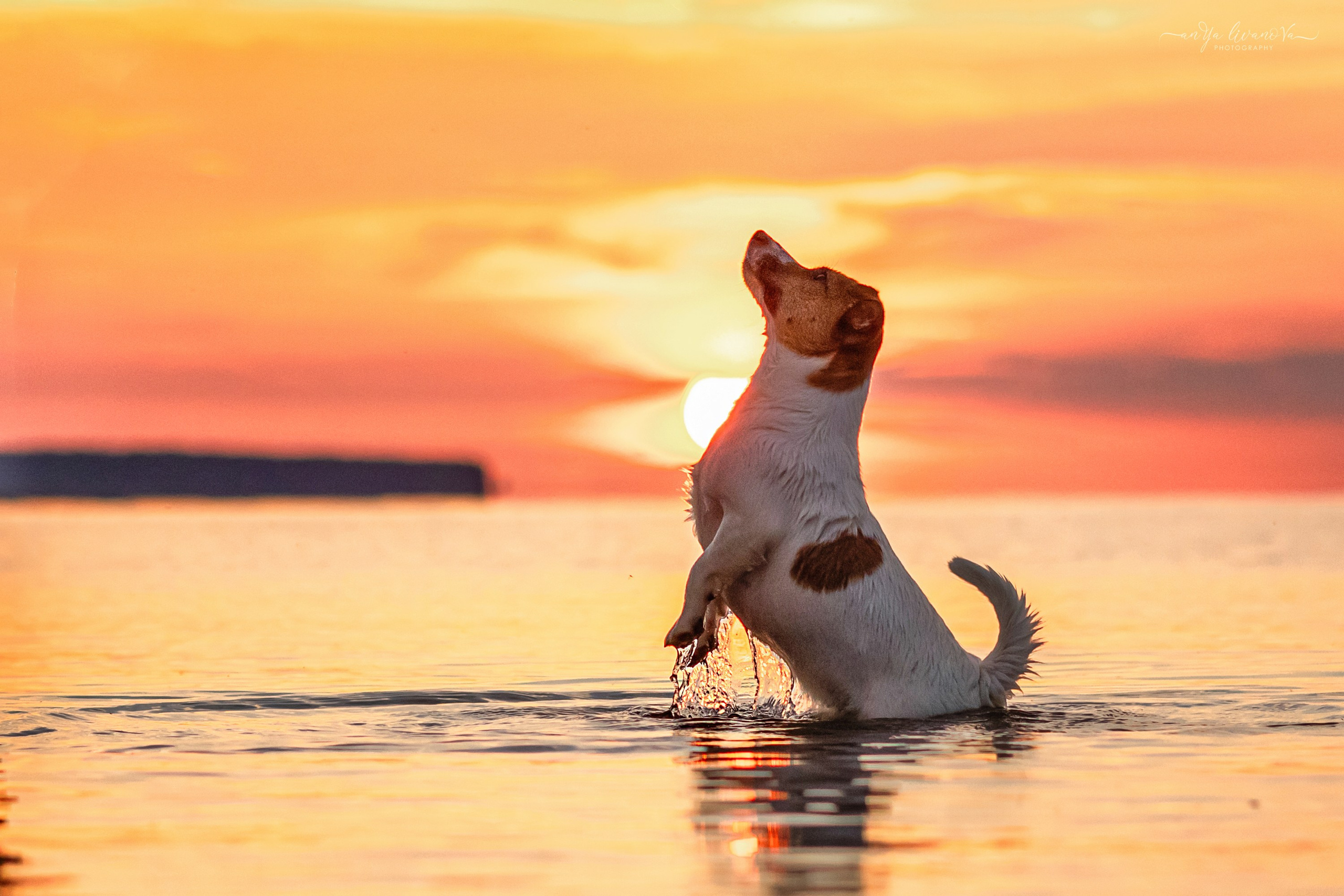 Ляля — Маня — Плюша закат. Фотограф анималист Аня Ливанова | Рыбинск