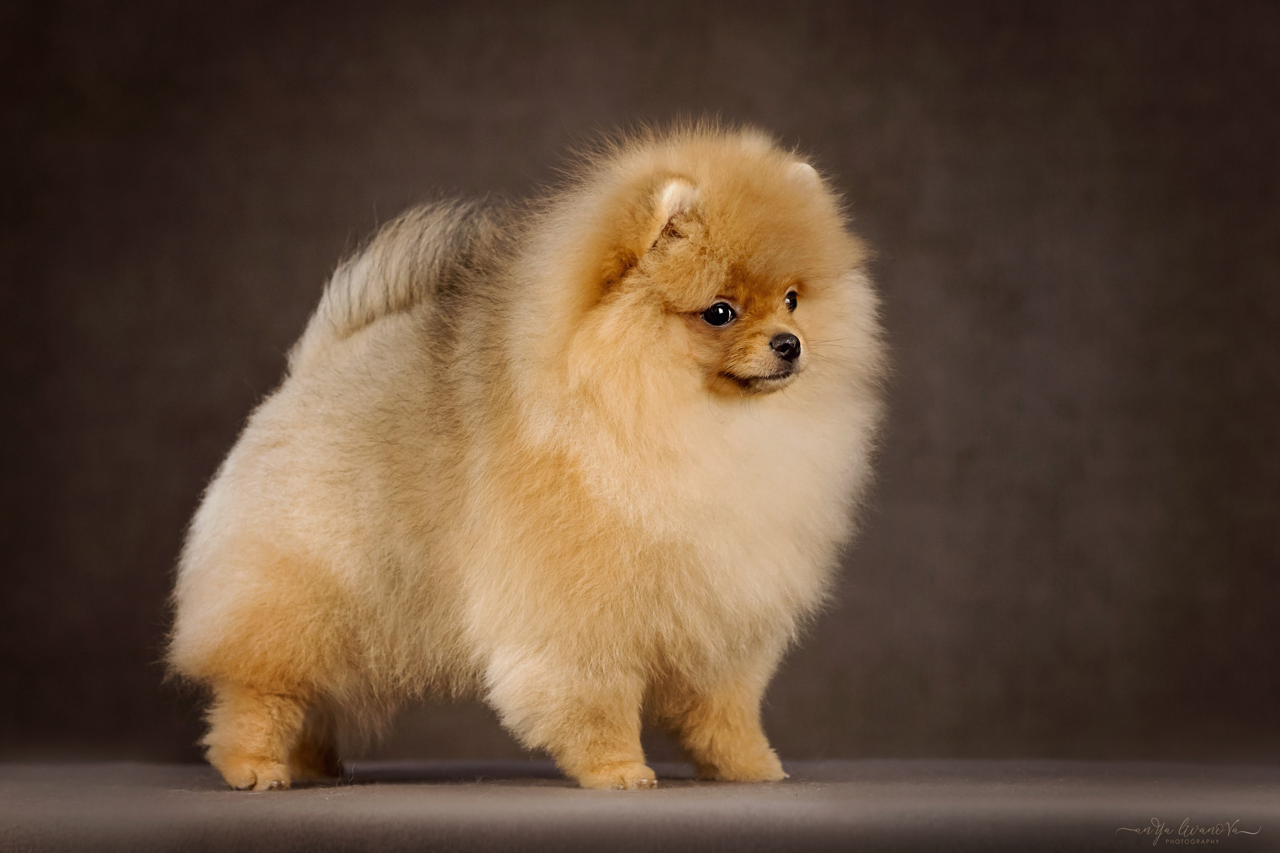 Шпицы. Фотограф анималист Аня Ливанова | Рыбинск