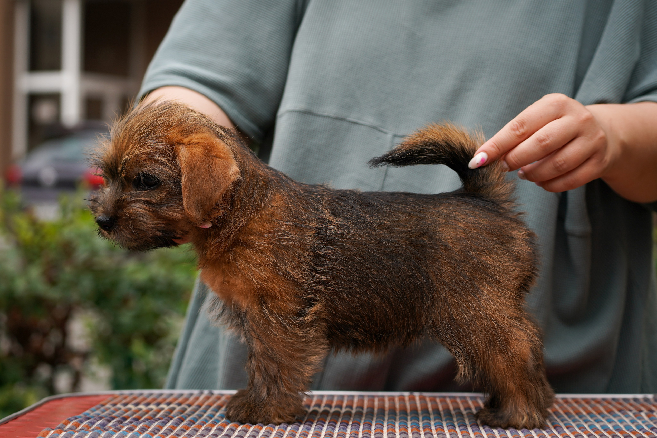 Норфолк-терьер. Фотограф-анималист Анастасия Большакова