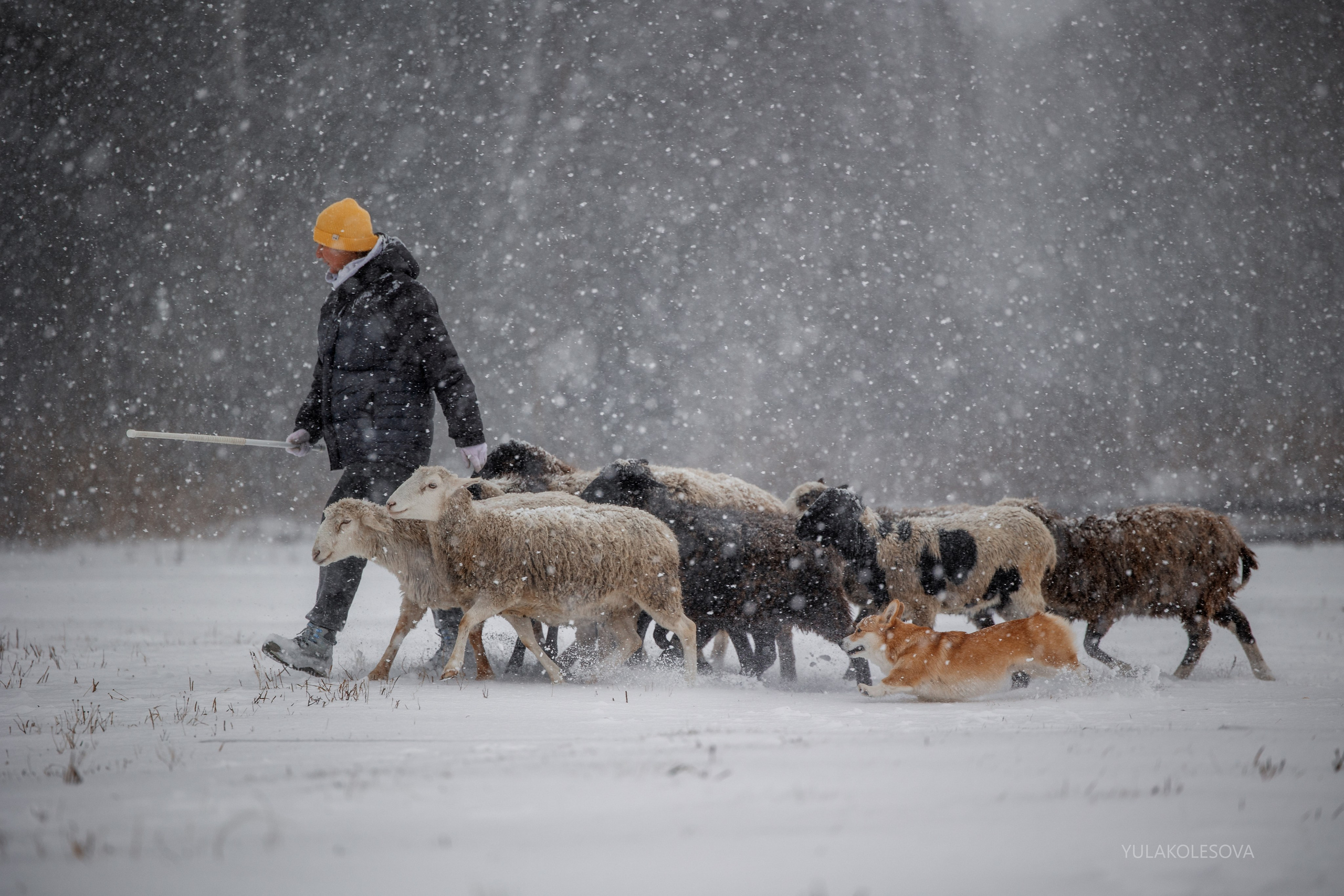 Пастуший интенсив, ноябрь 2024. YULA KOLESOVA | Фотограф — Анималист | Художник | Тюмень