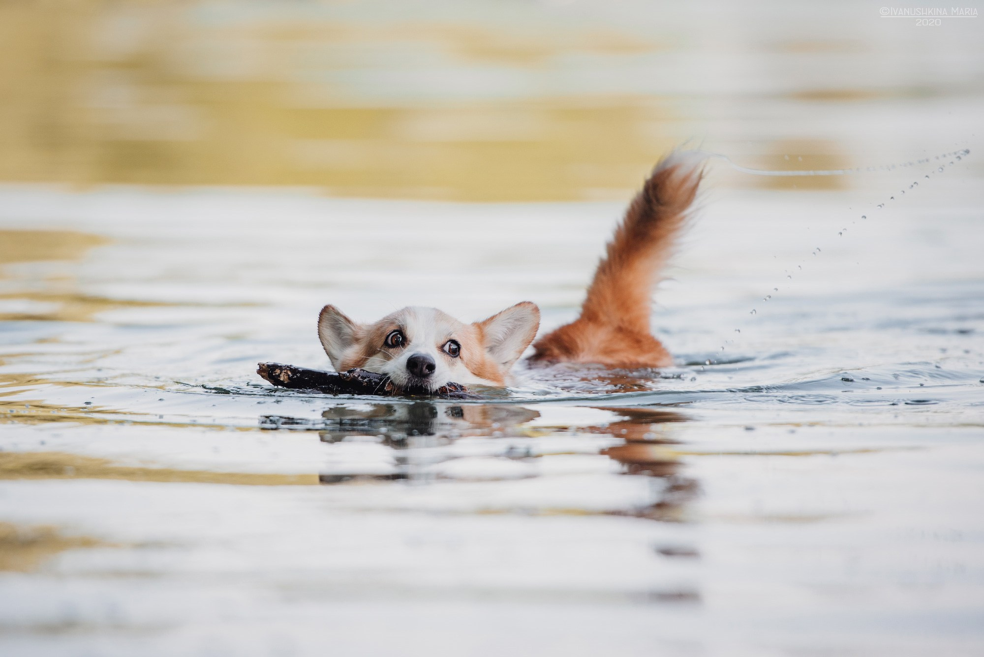 Фотограф-анималист. Фотограф собак в Москве и Московской области Иванушкина Мария