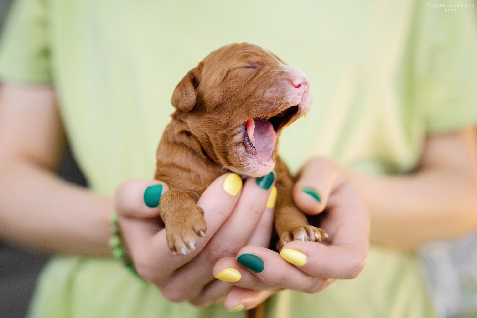 Ньюборн фотосессия щенков. Фотограф собак в Москве и Московской области Иванушкина Мария
