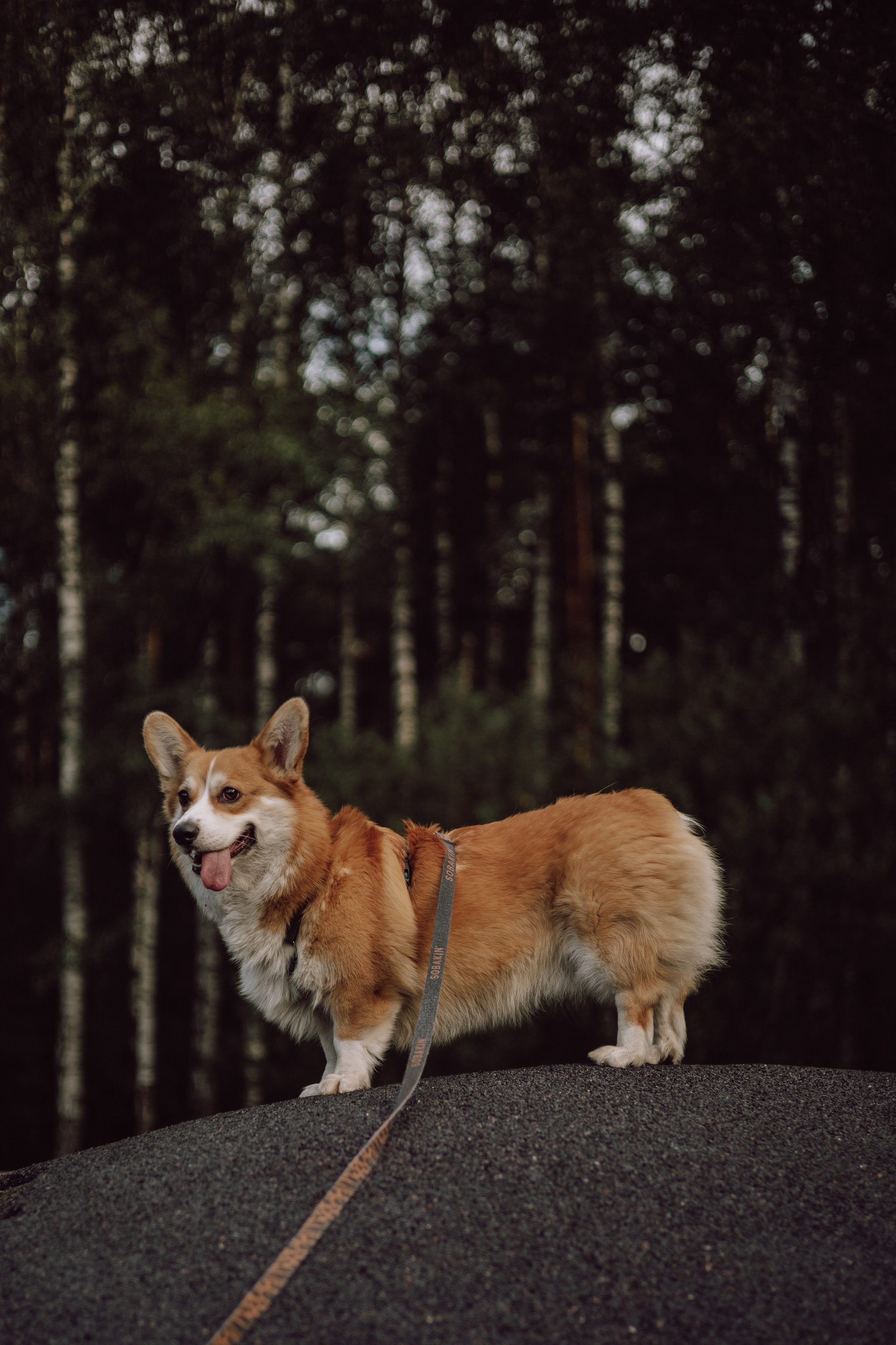 Мари & Йосик. Фотограф — анималист •love-story•|Санкт-Петербург