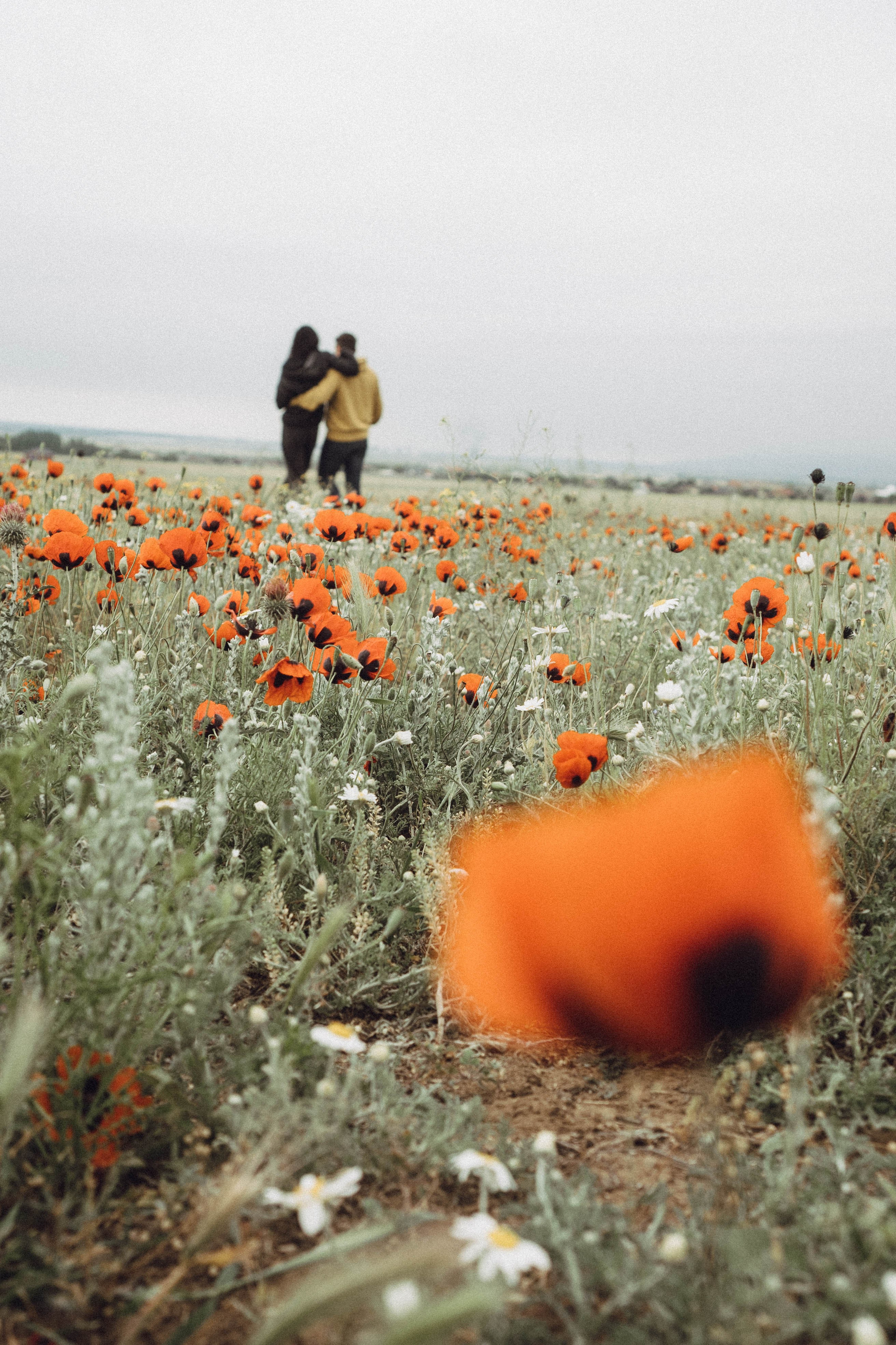 Любовь в маковом поле. Профессиональный фотограф, Санкт-Петербург — Виктория Богомолова