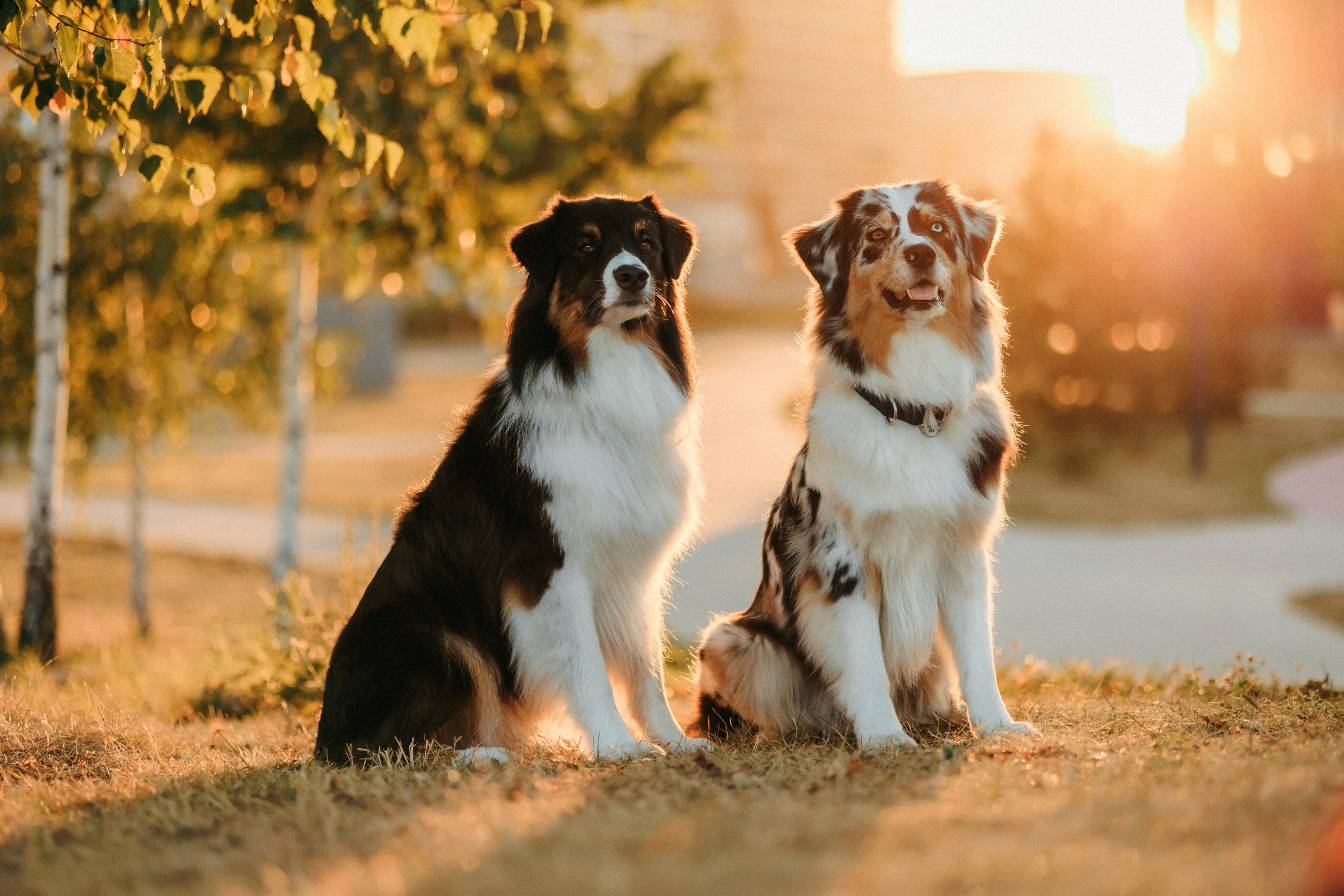 Аня, Чарли и Ева. Фотограф-анималист Елена Радченко, Москва