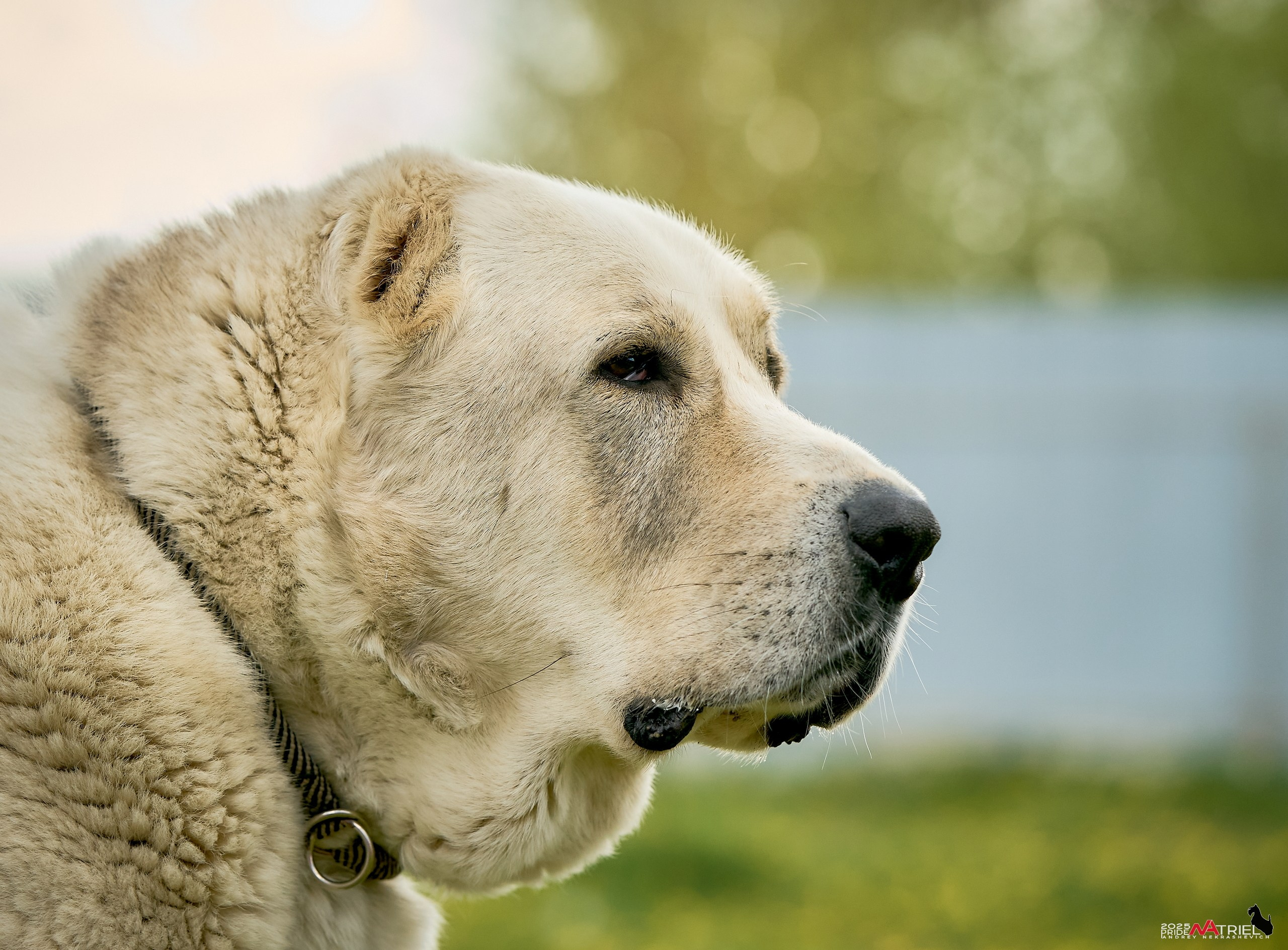 Съемка в питомнике