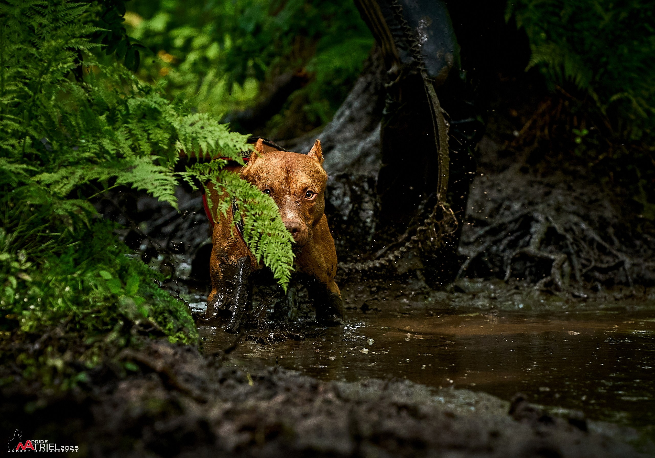 Russian Extreme Dog Trail — 2025