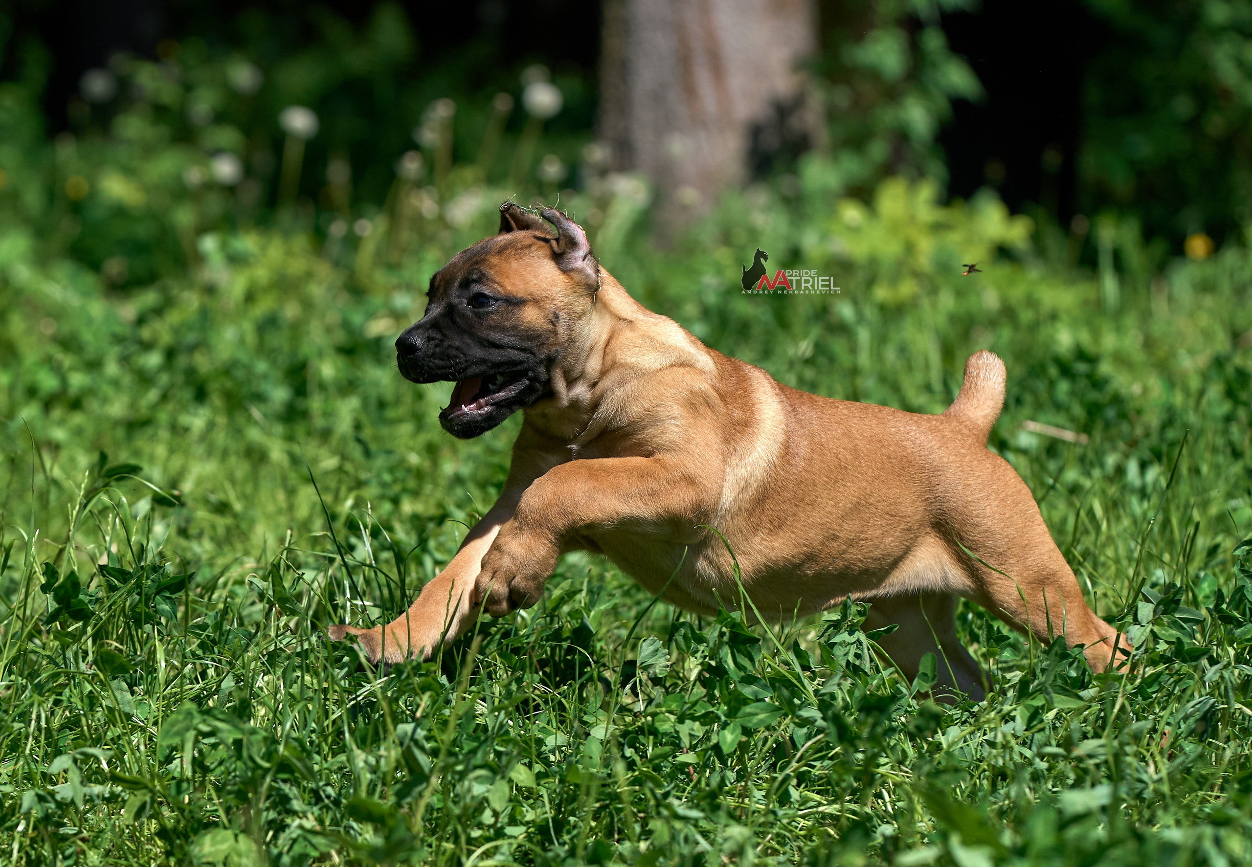 Щенки на прогулке — галерея NATRIEL