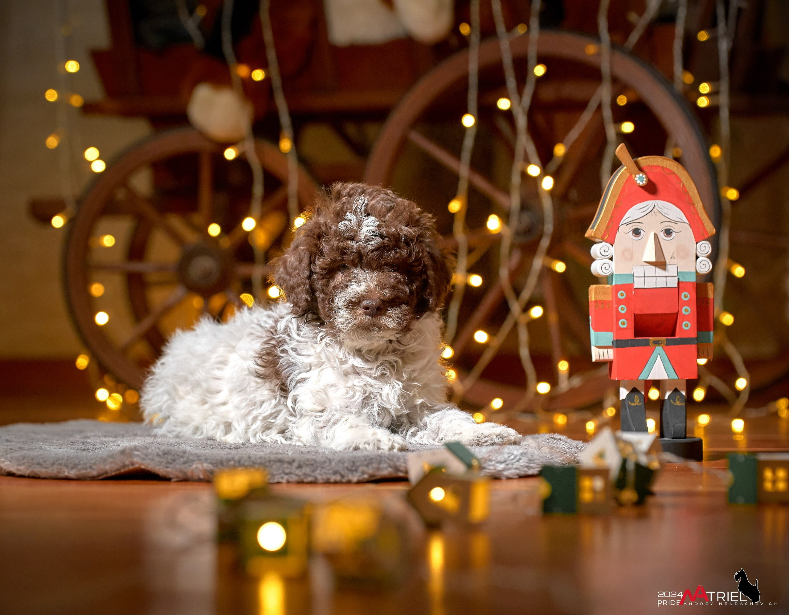 Съемка щенков лаготто дома с мобильным светом