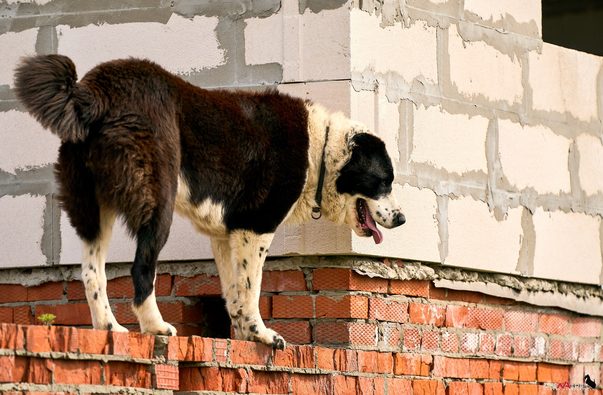 Съемка в питомнике