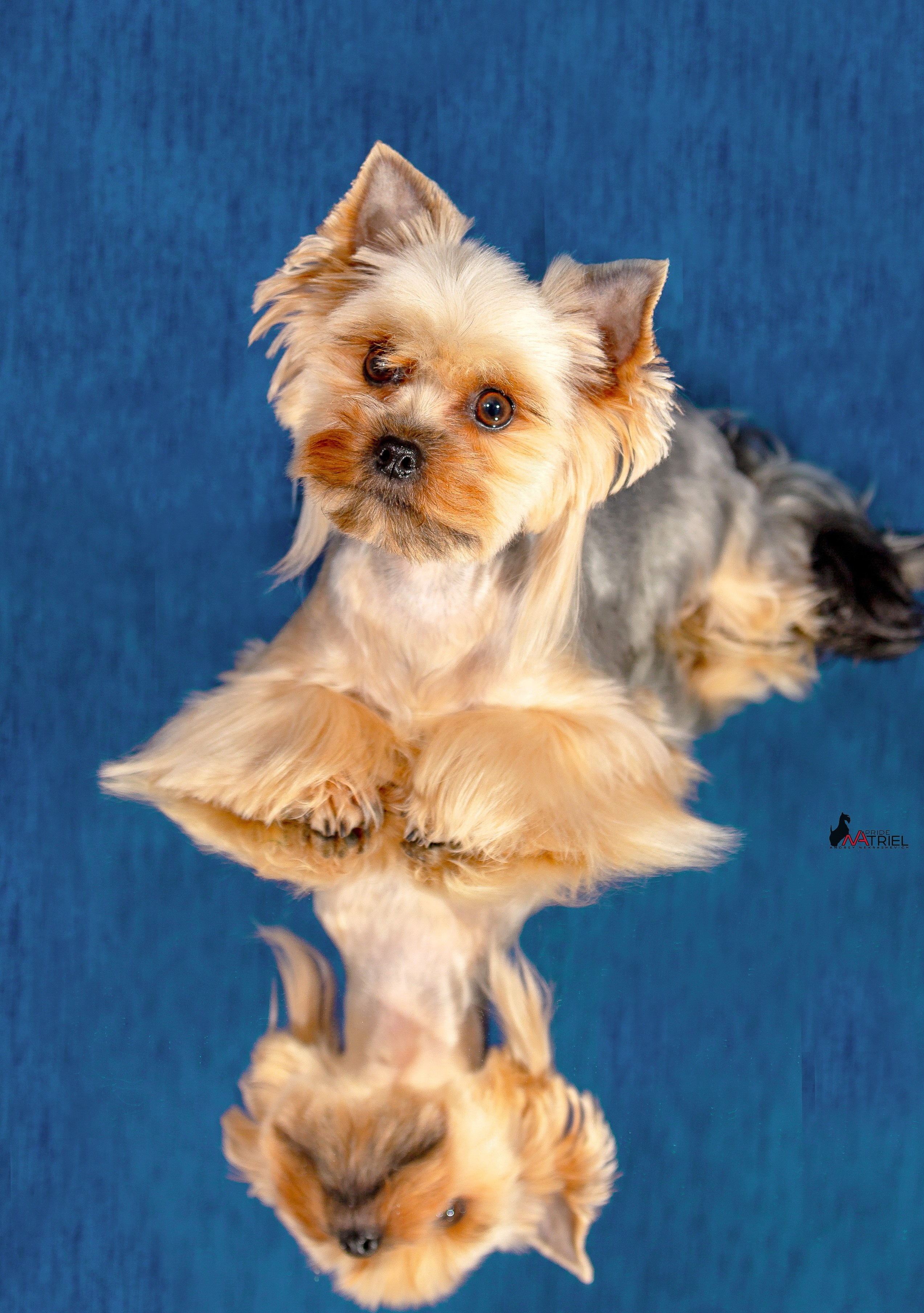 Йоркширский терьер Циля