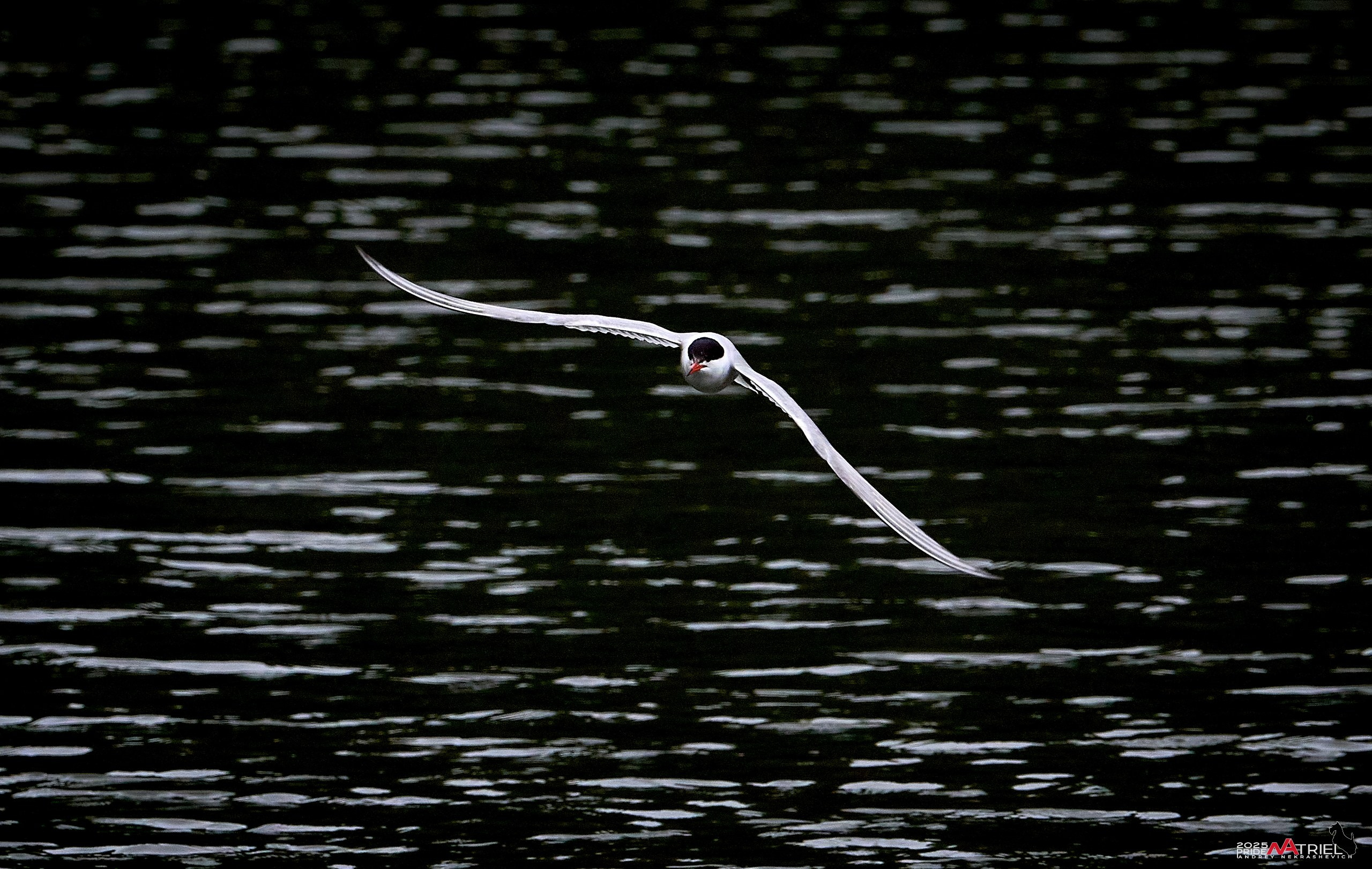 Съемка в парке на воде