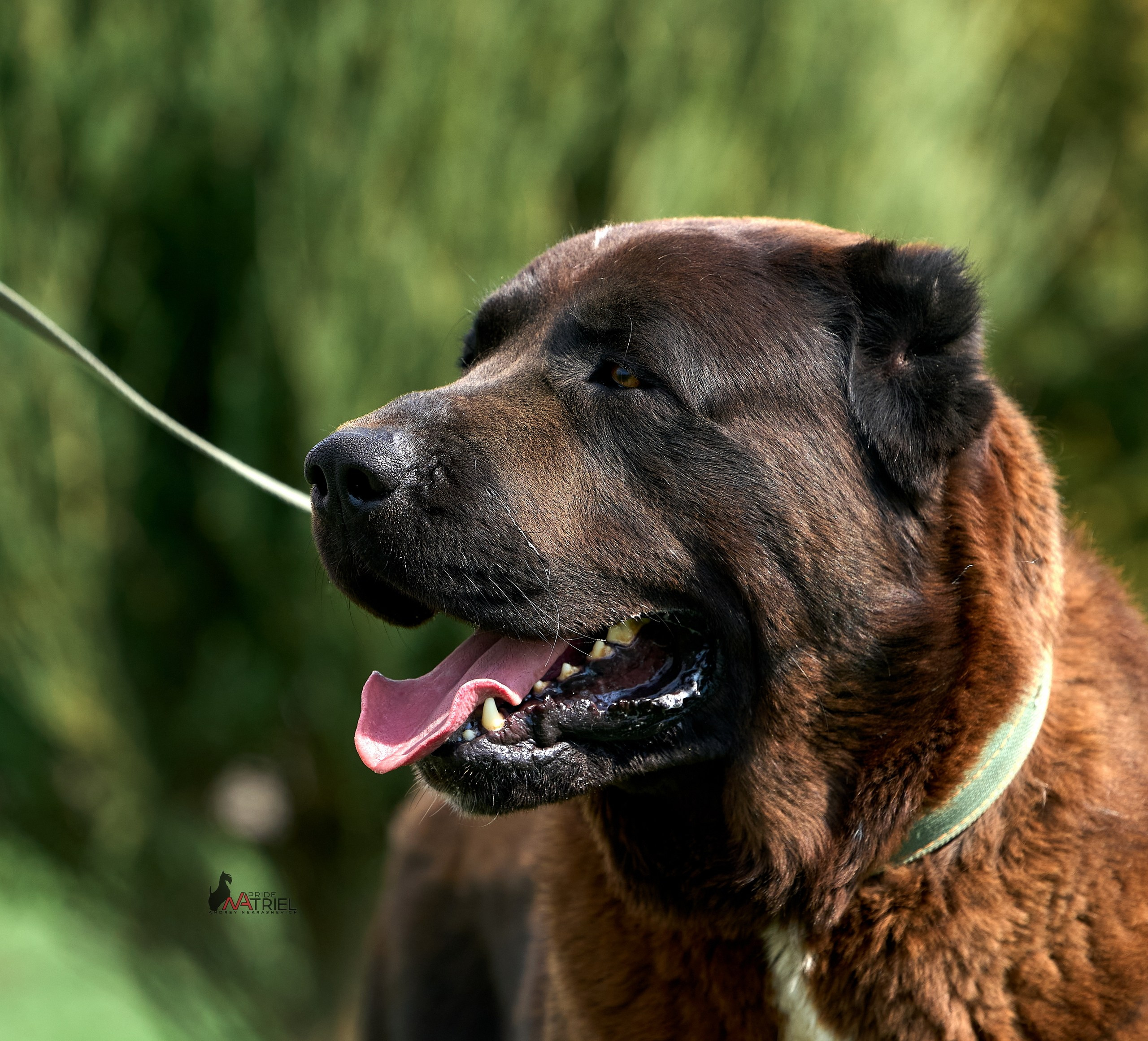 Среднеазиаты — щенки и взрослые