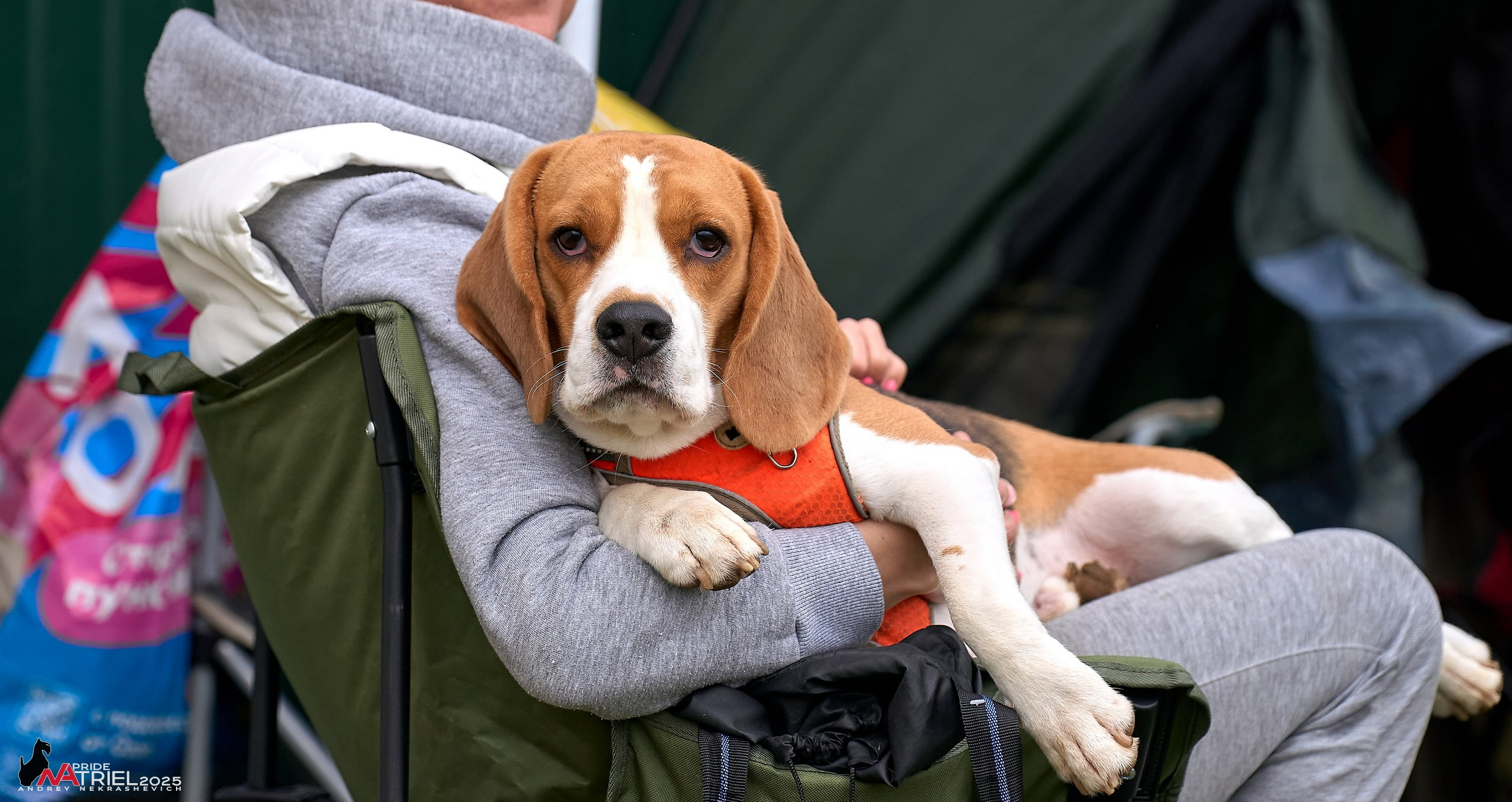 Репортаж с выставки собак