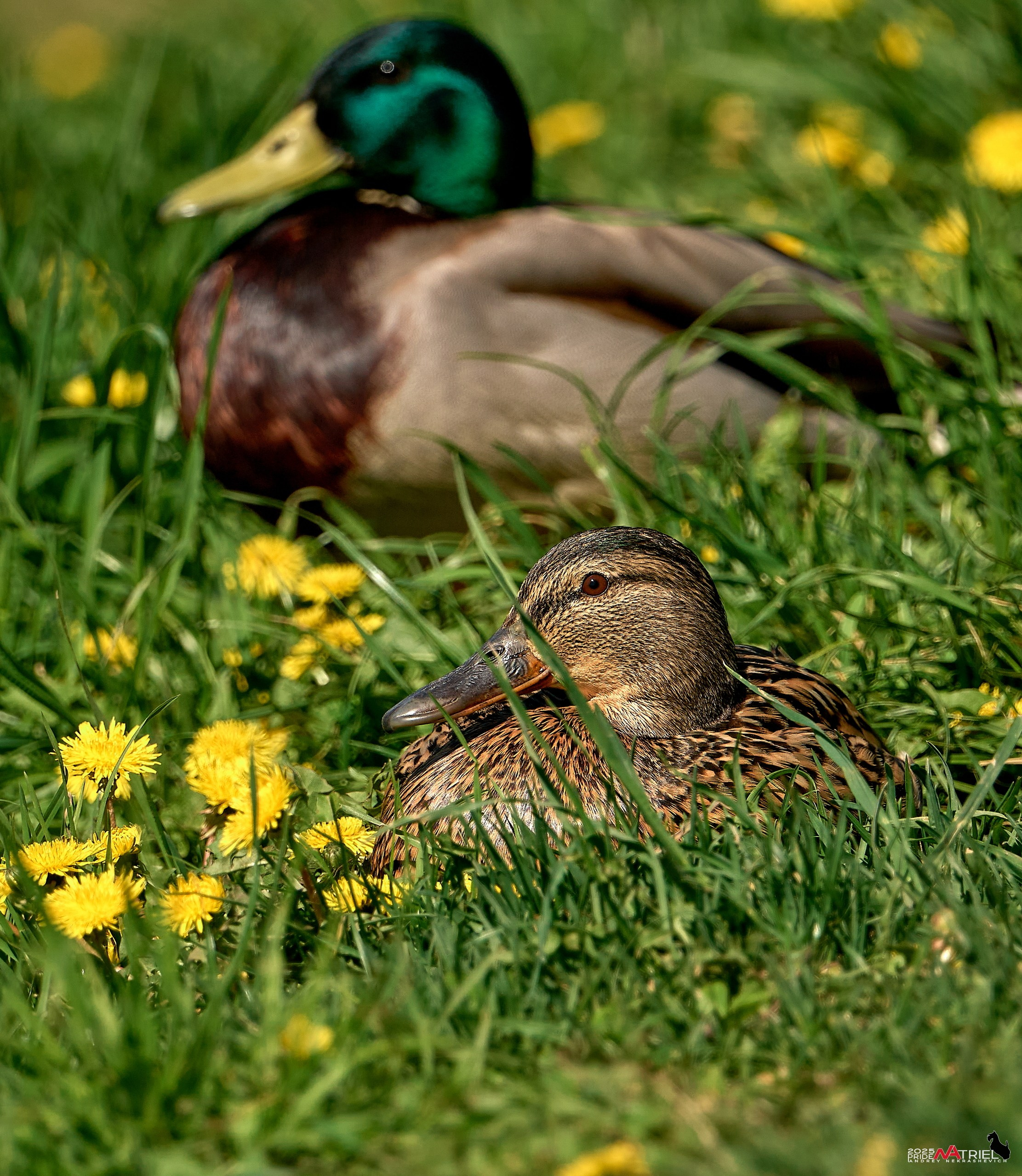 Птички и цветочки
