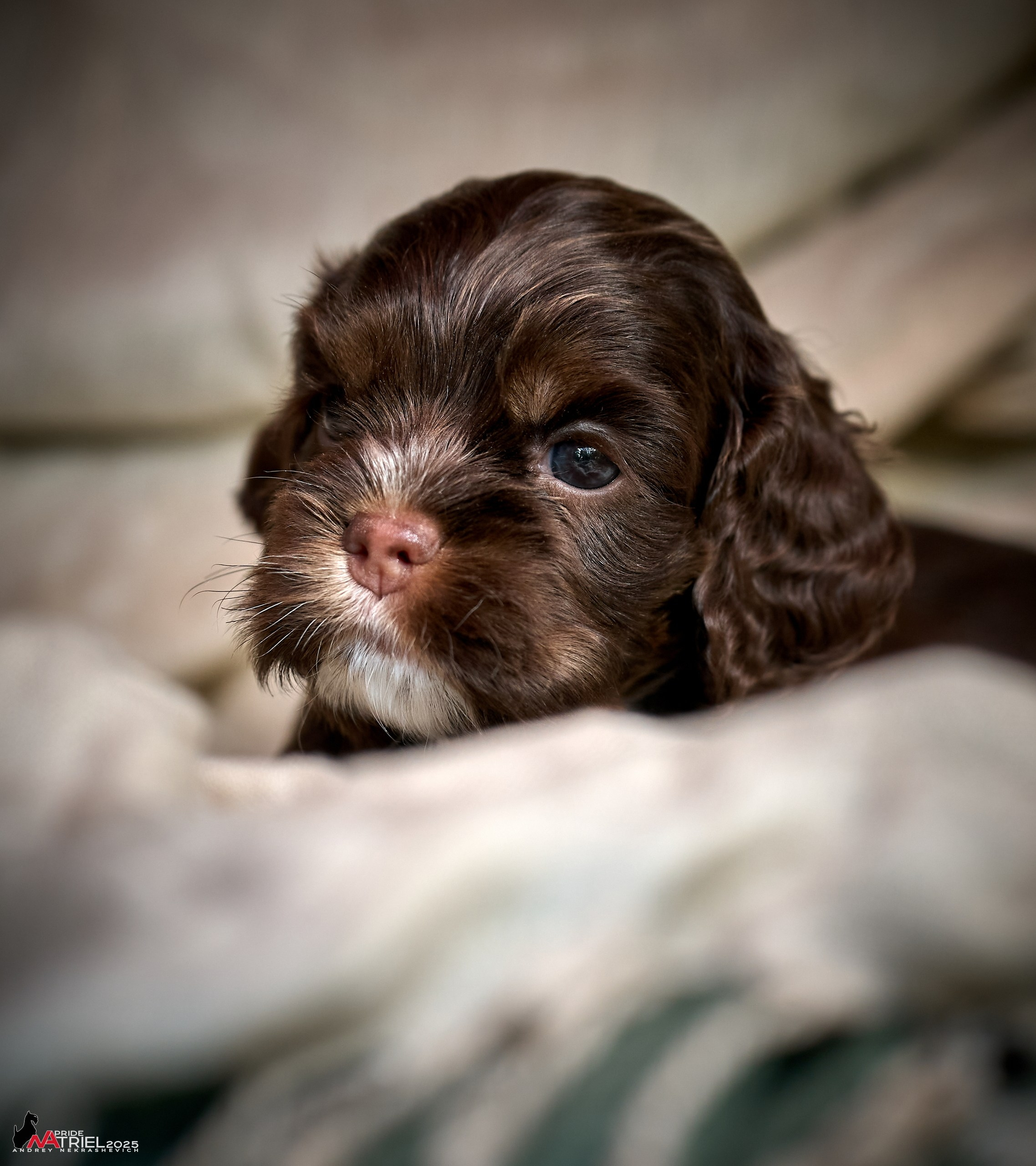 Щенки АмКокеров