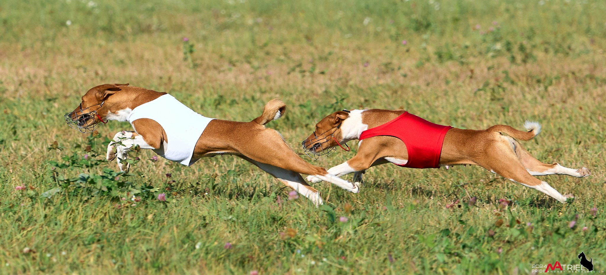 Курсинг в Иволге