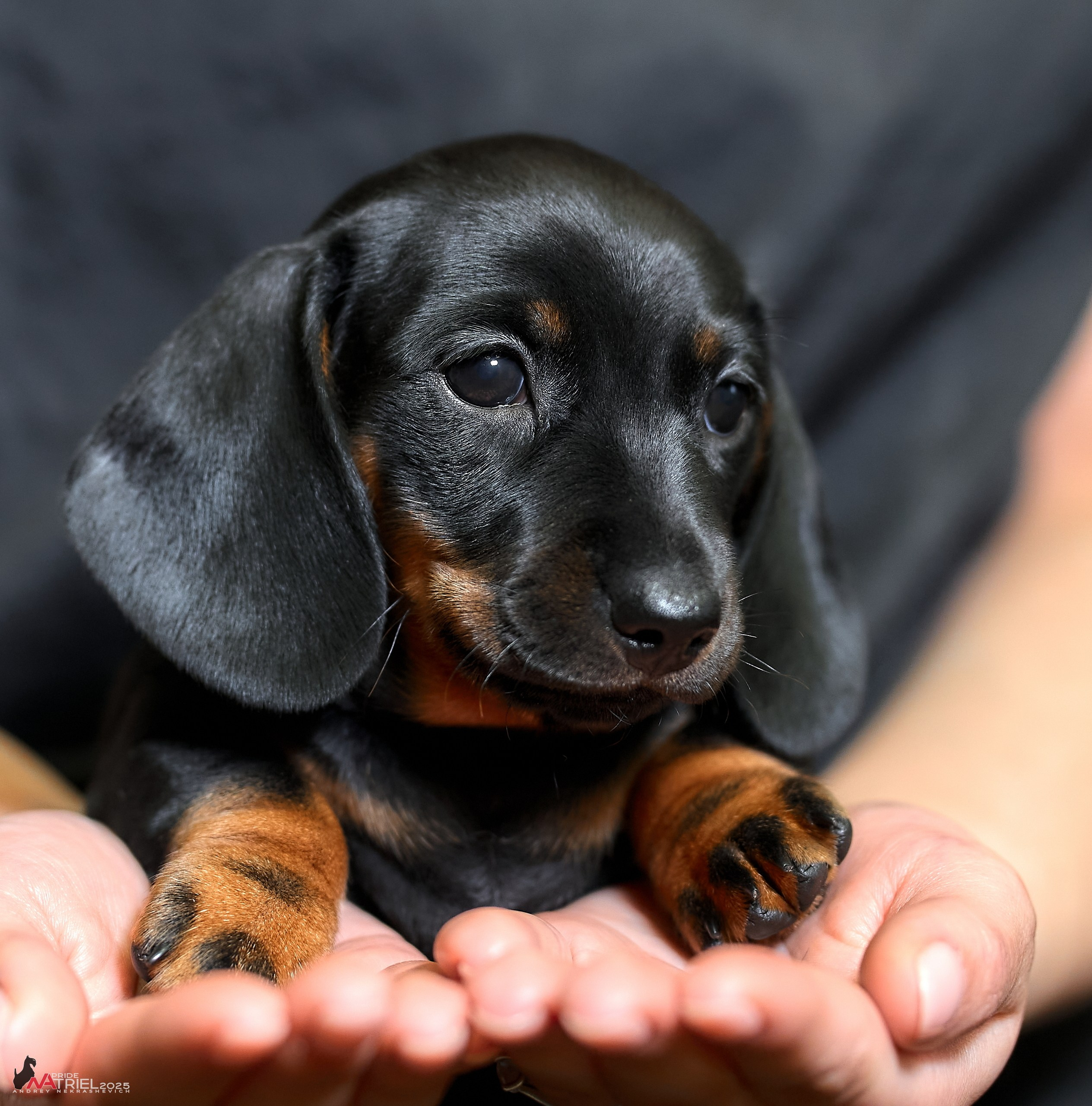Съемка щенков таксы с мобильным светом