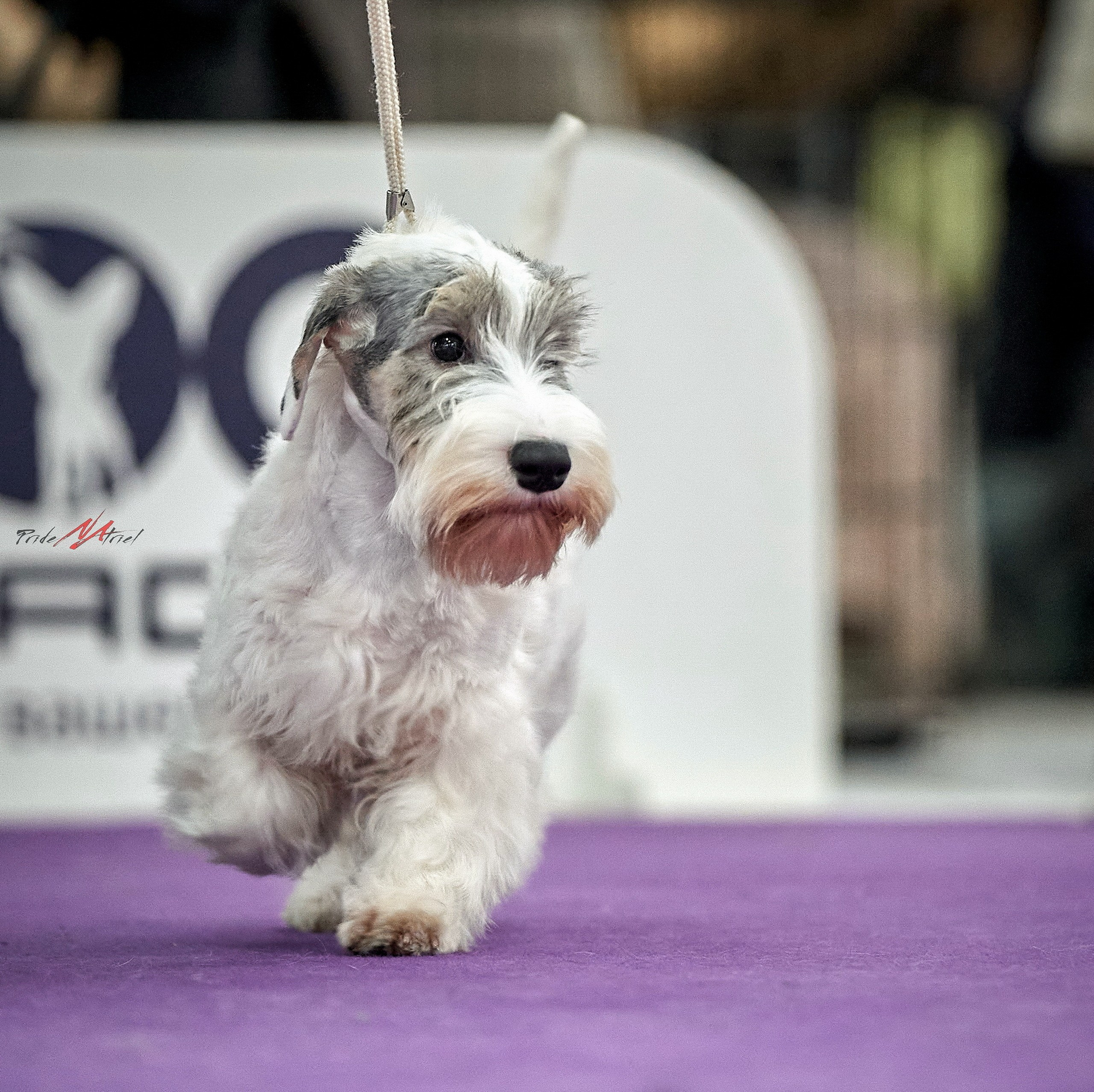 Работа в рингах — галерея NATRIEL